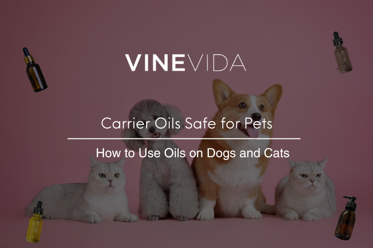 Which Breeds Safest With Cats: Top Friendly Dog Breeds Revealed