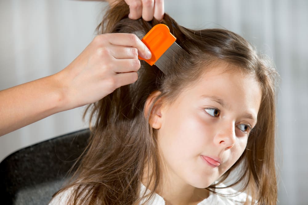 Does Tea Tree Oil Kill Lice?