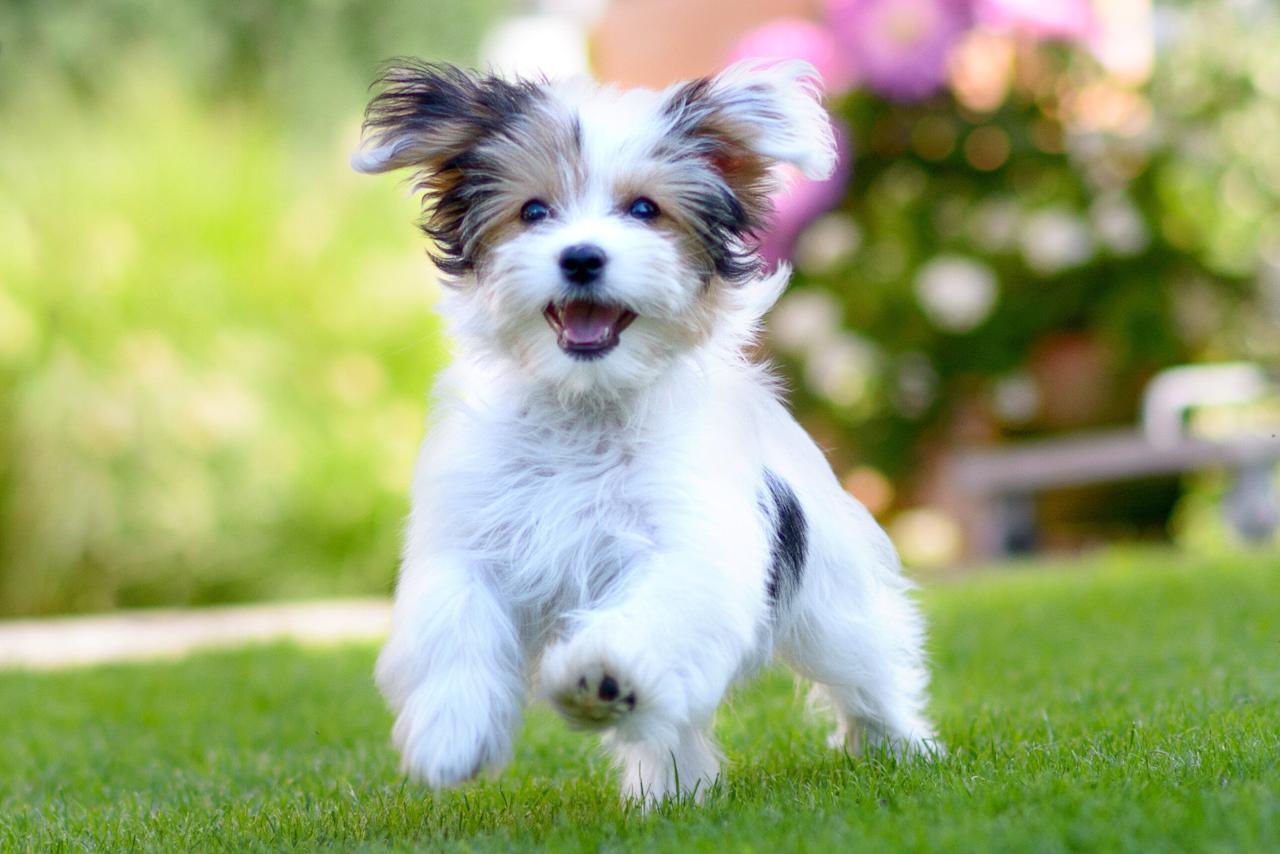 Is Eucalyptus Essential Oil Safe For Dogs?