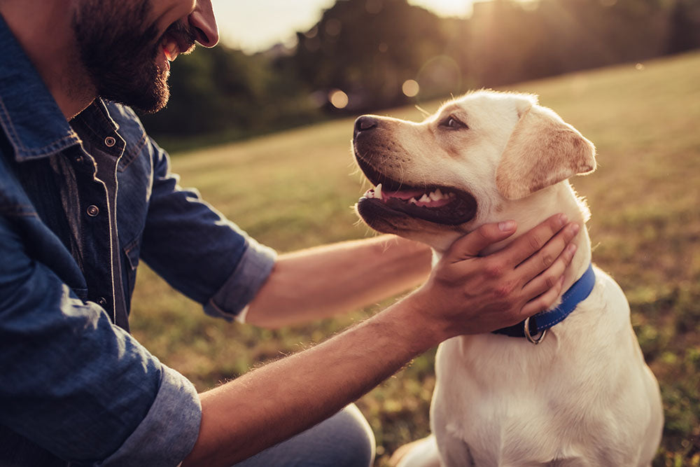 Is Lemon Essential Oil Safe for Dogs: Risks and Remedies Explained