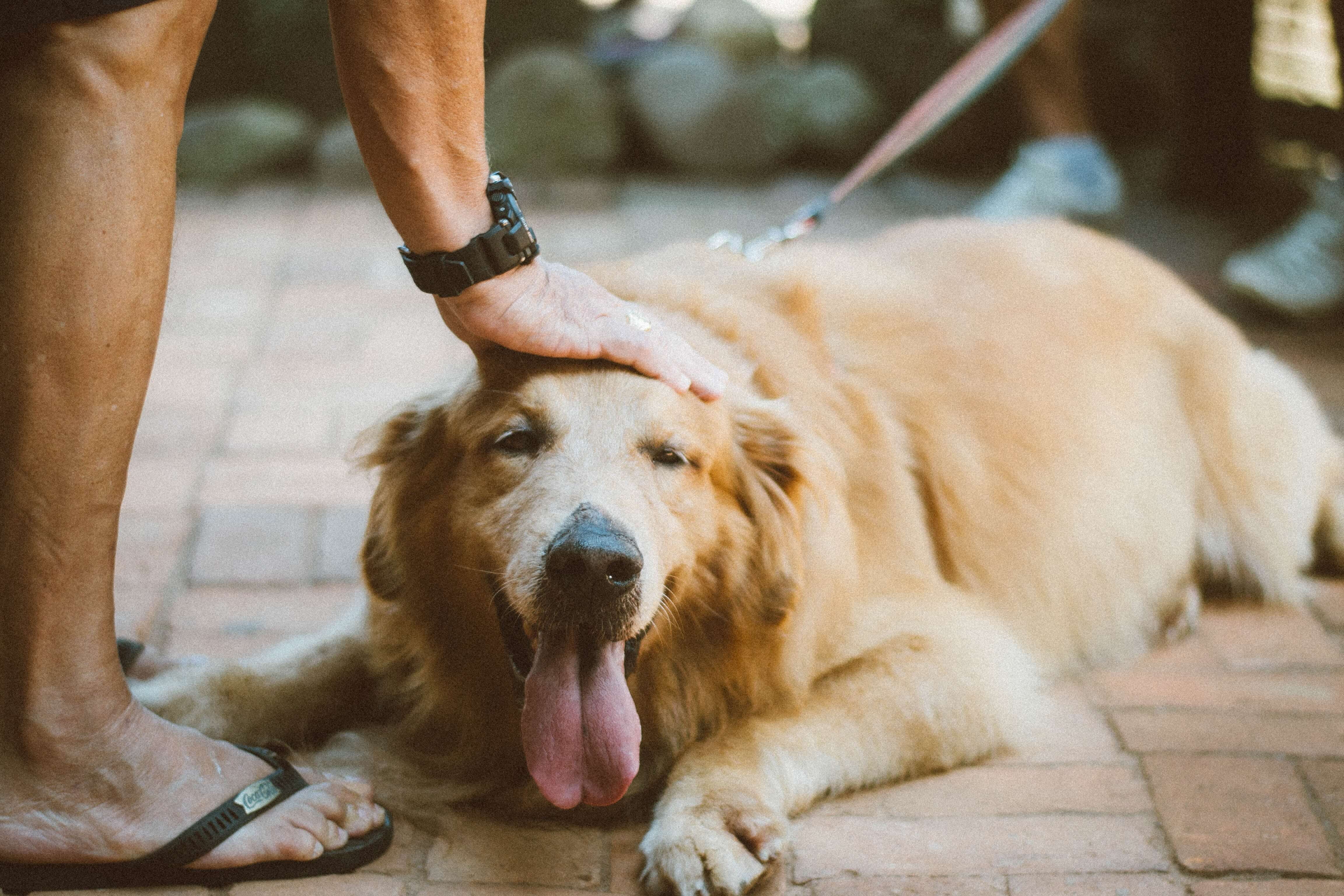 Is Peppermint Essential Oil Safe for Dogs