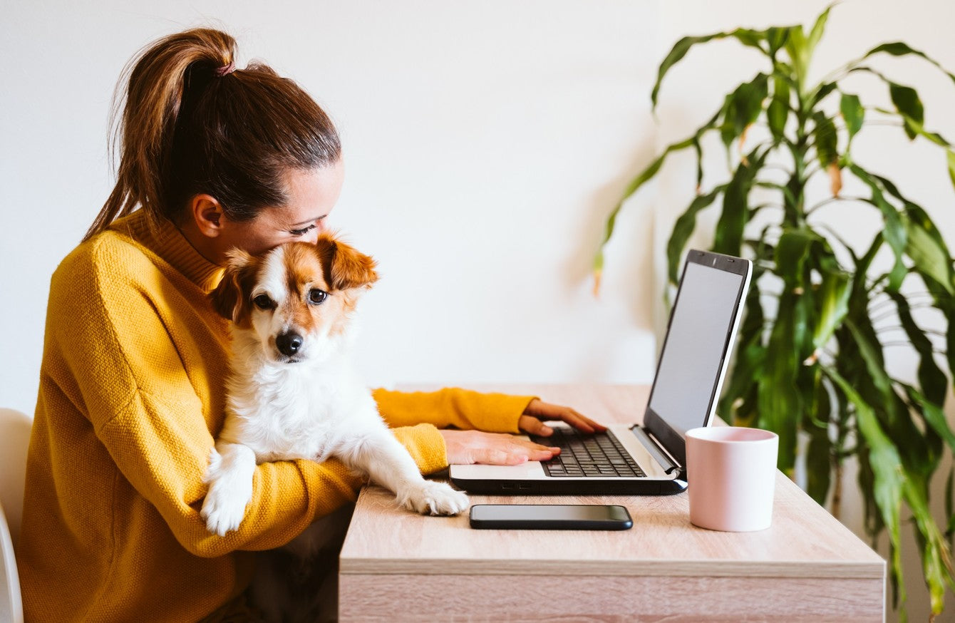Is Vetiver Oil Safe for Dogs