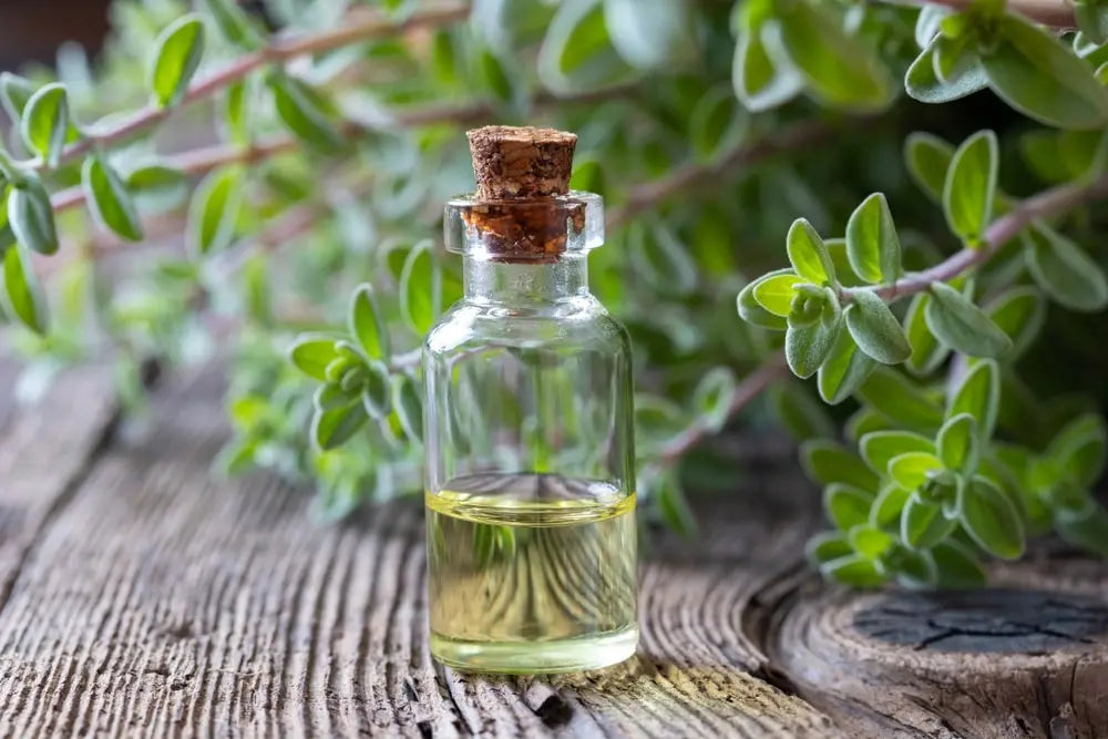 What Is Marjoram Essential Oil Good For