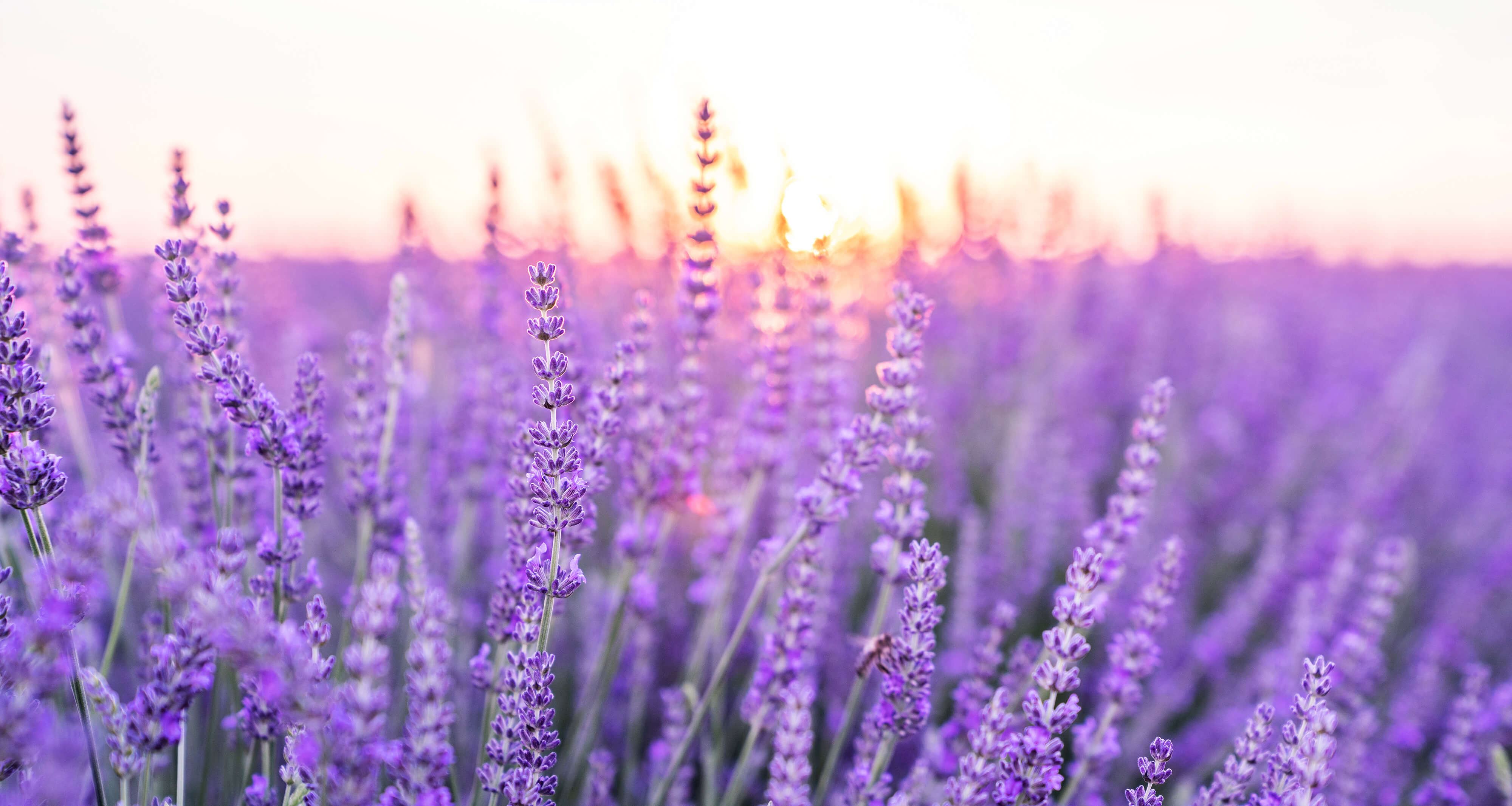 Meeting Lavender Essential Oil As She Prepares To Bloom