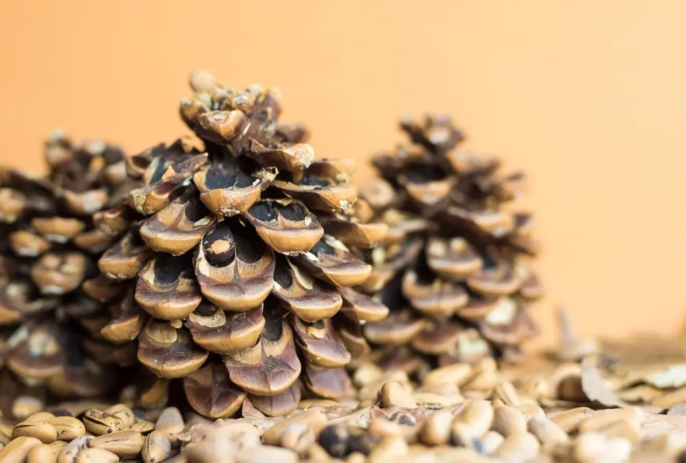 Roasted Pine Cone - Fragrance Oil Of The Week