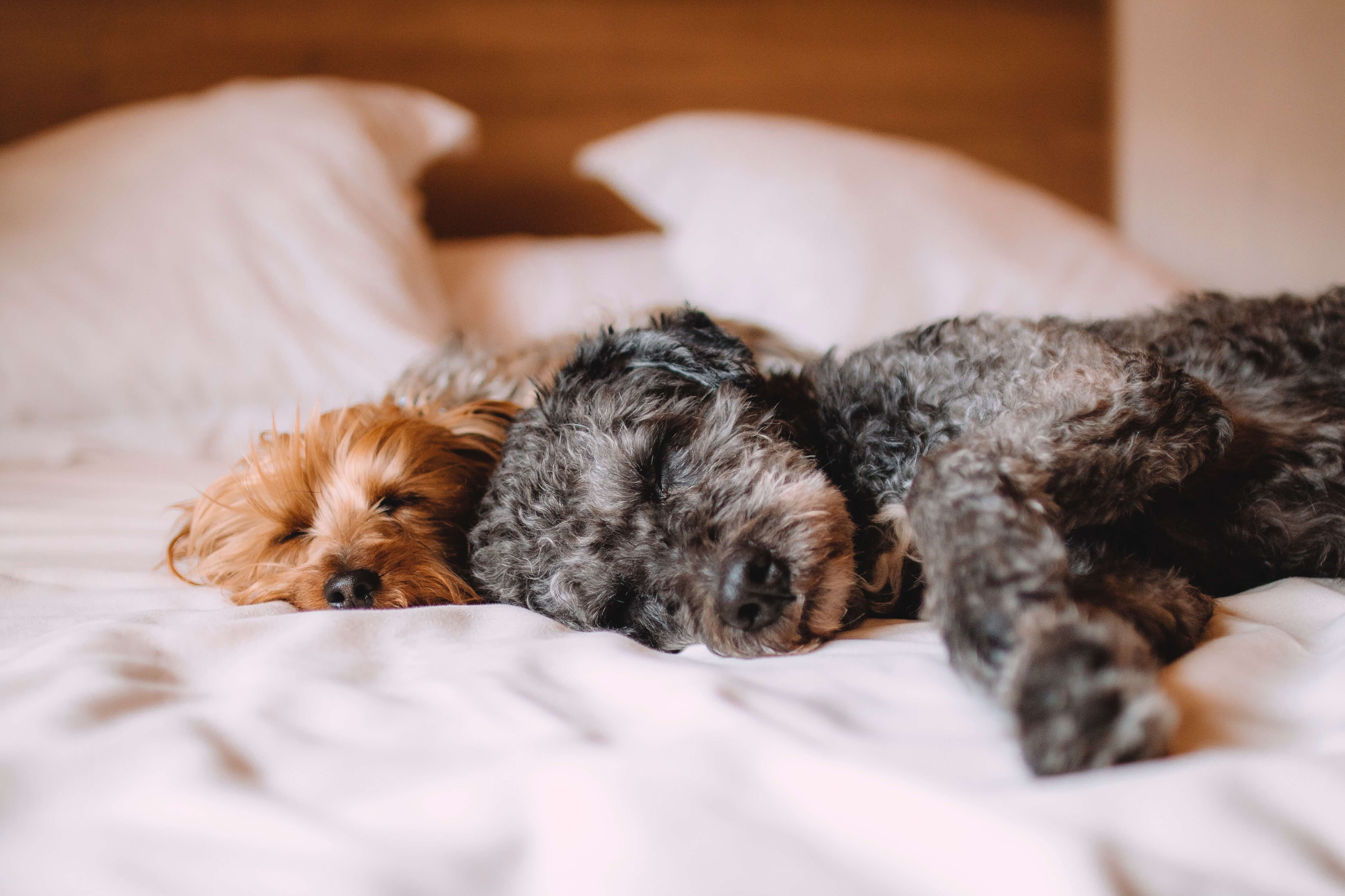 Tea Tree Oil for Dogs Ears