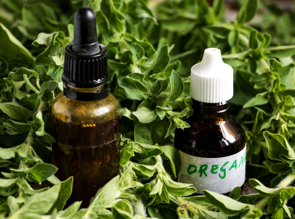 What Is Oregano Oil Good For? - VINEVIDA