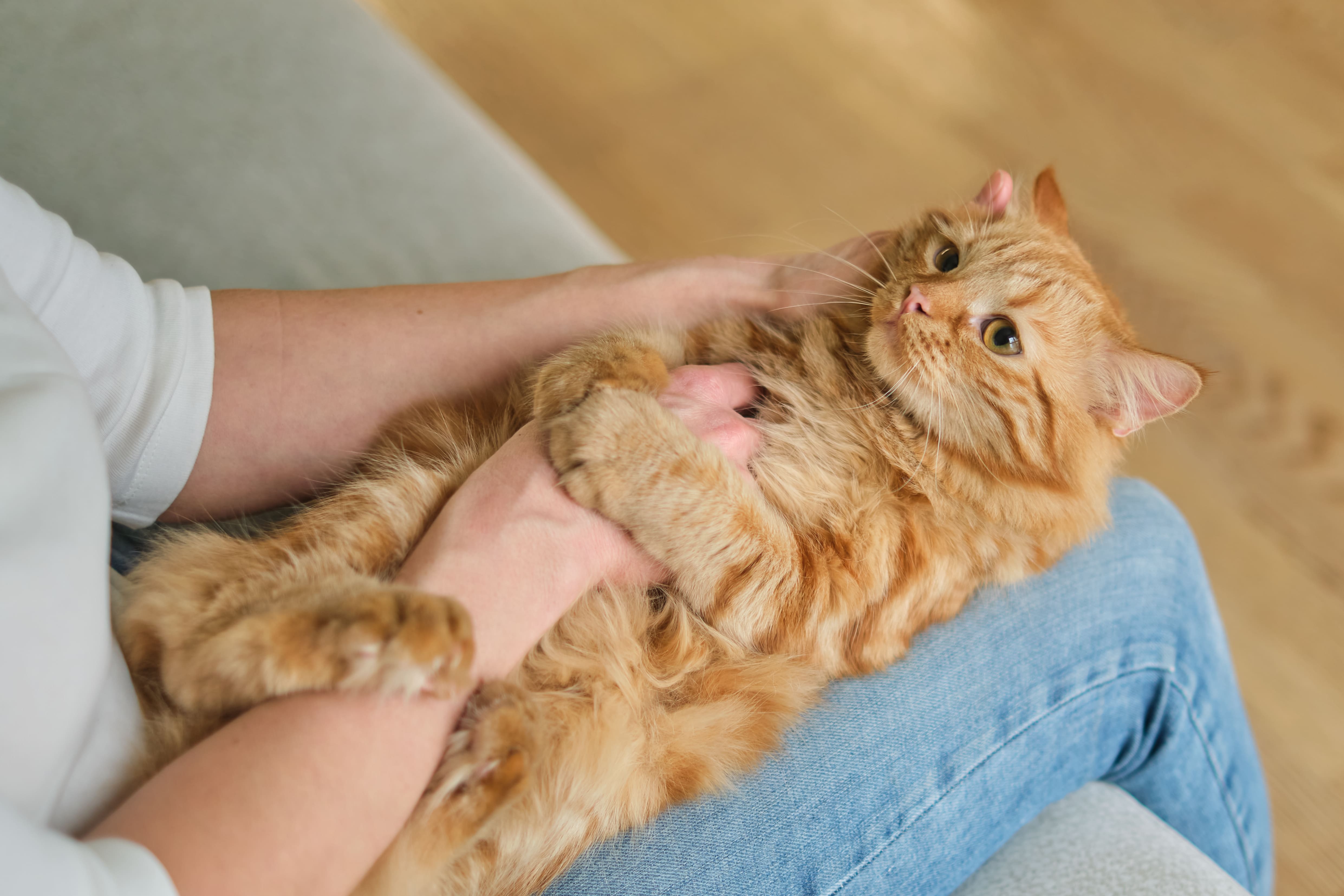 Is Eucalyptus Essential Oil Safe for Cats?
