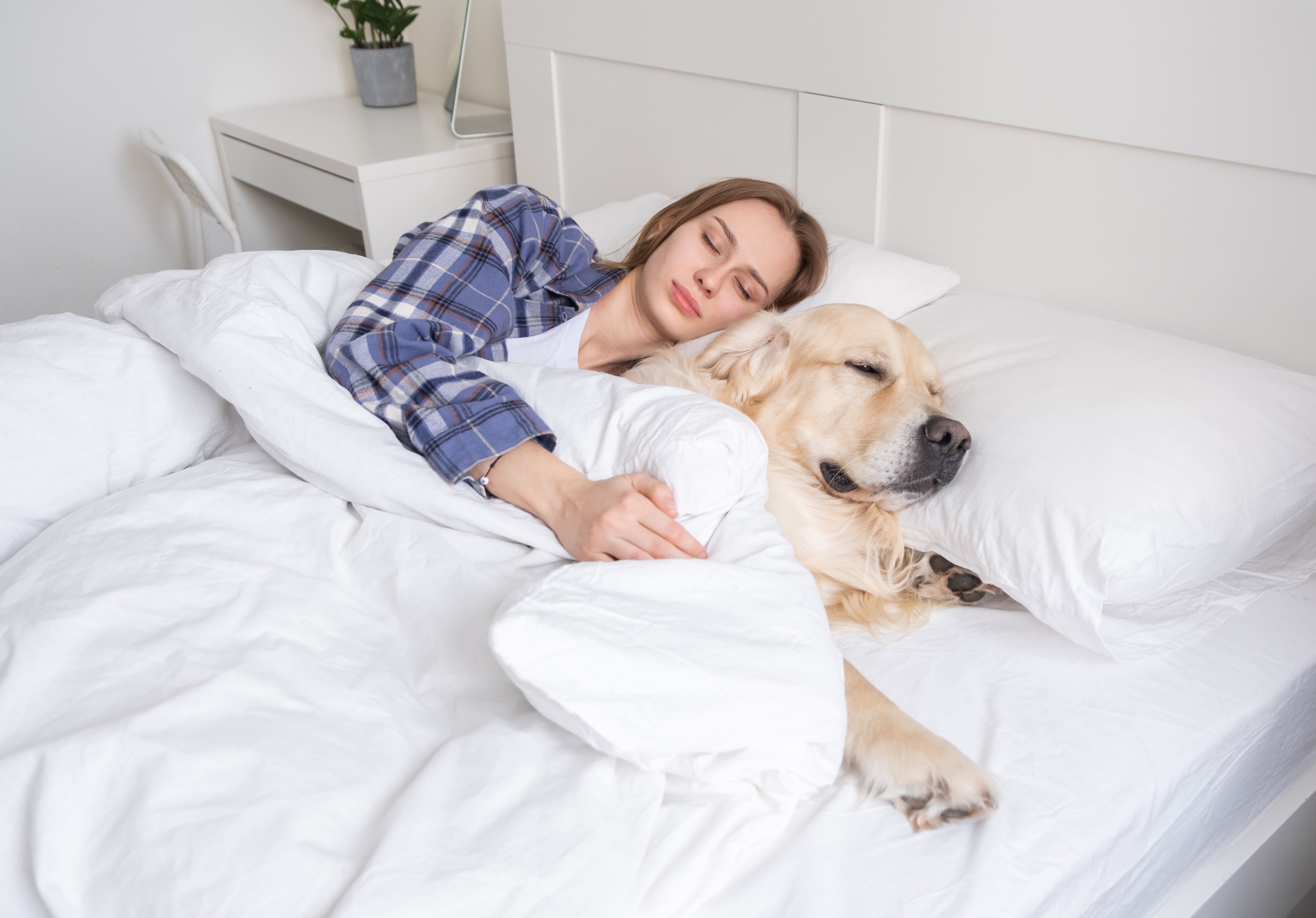 Lavender Essential Oil for Dogs: What are the Benefits?