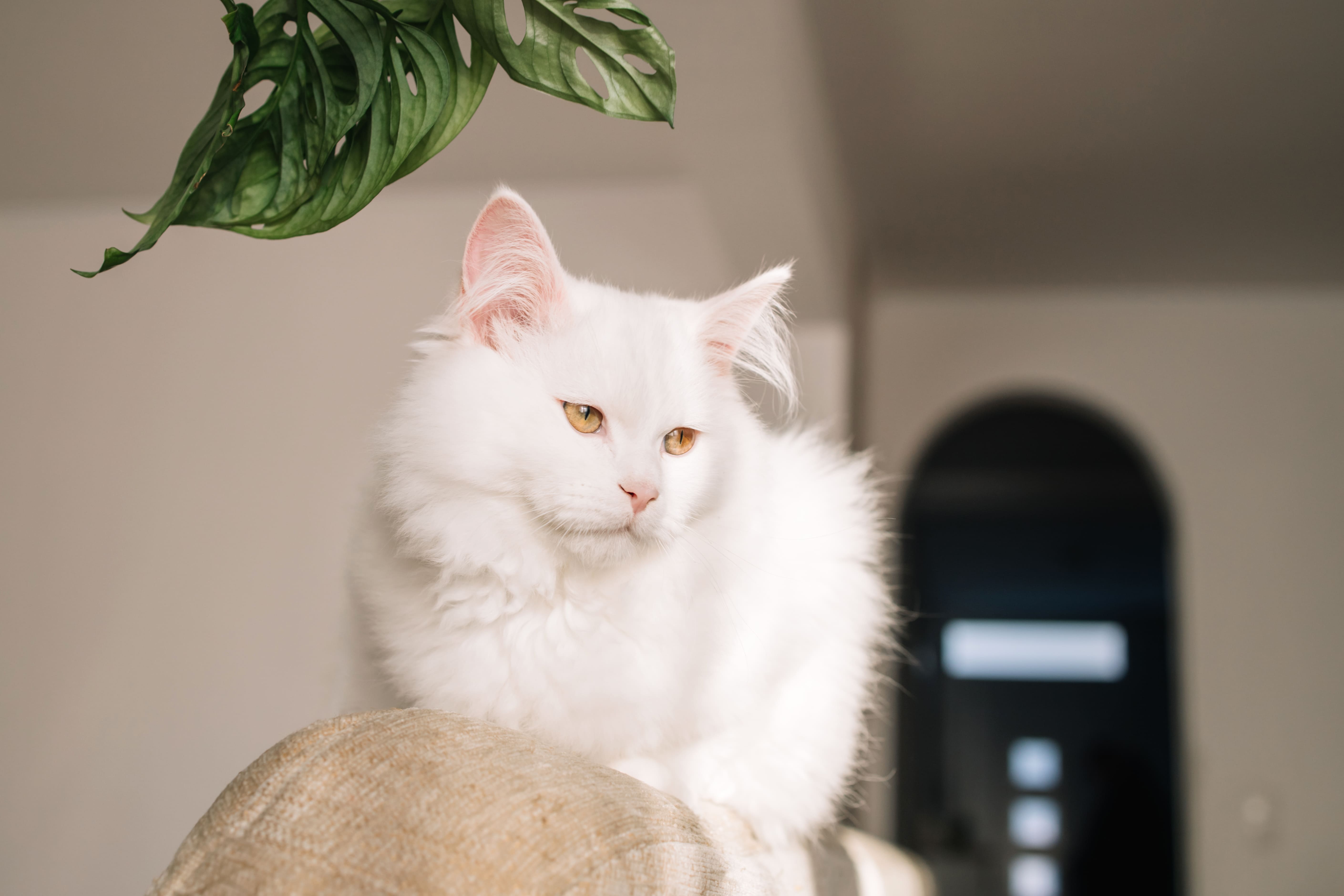 Is Peppermint Essential Oil Safe For Cats?