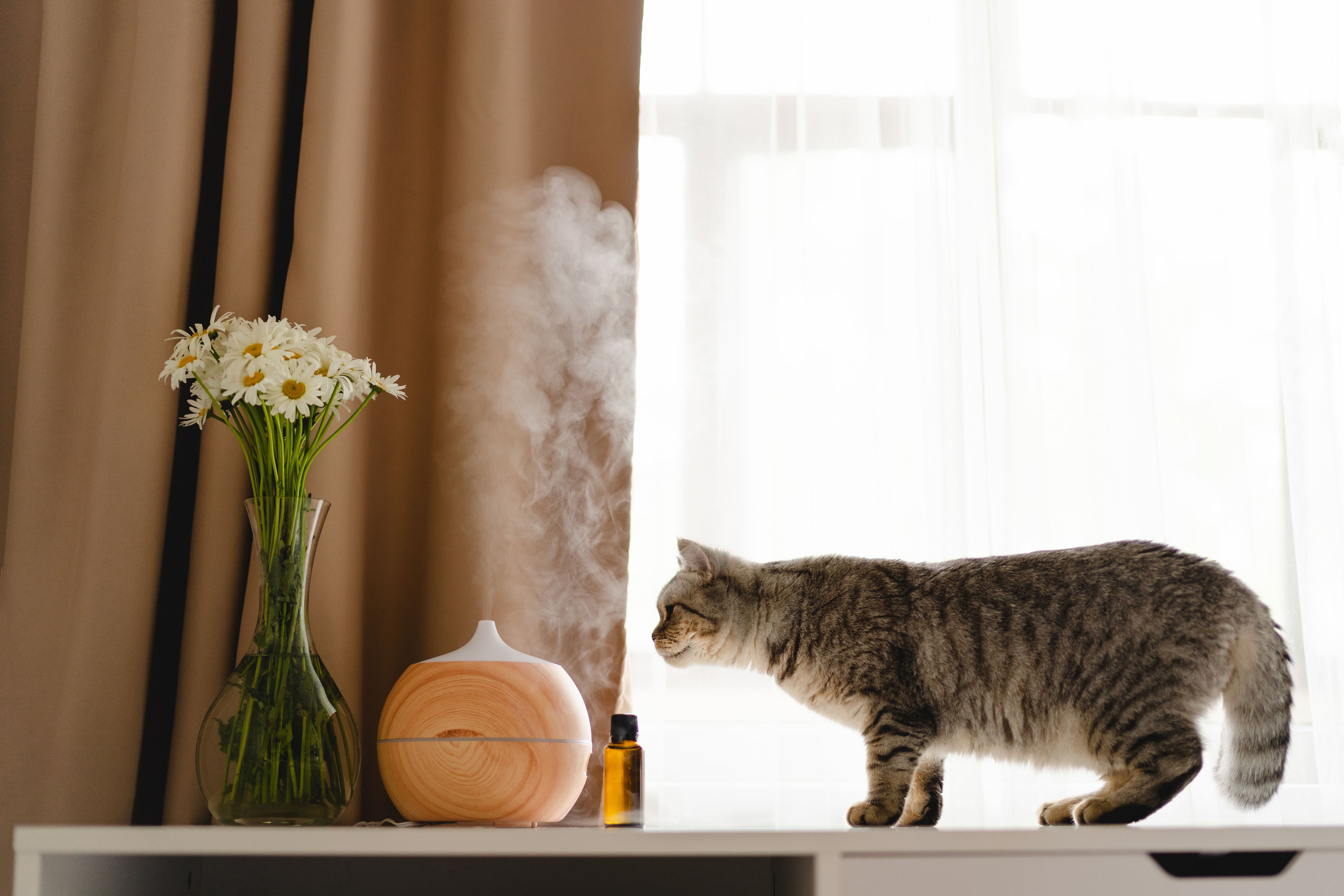 Is Vanilla Essential Oil Safe For Cats?