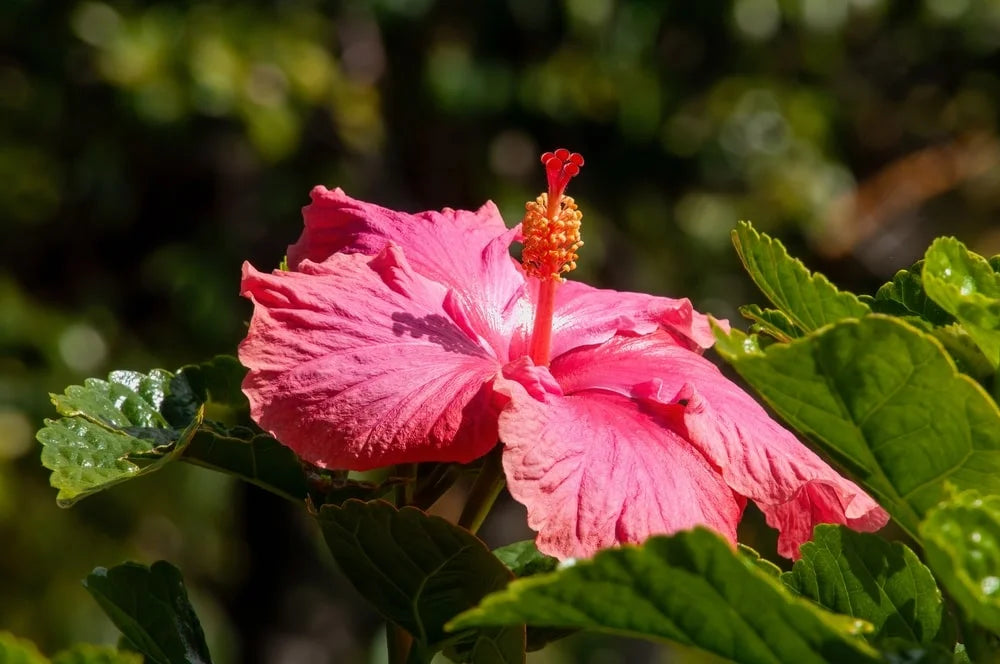 Australia bright pink flower hibiscus