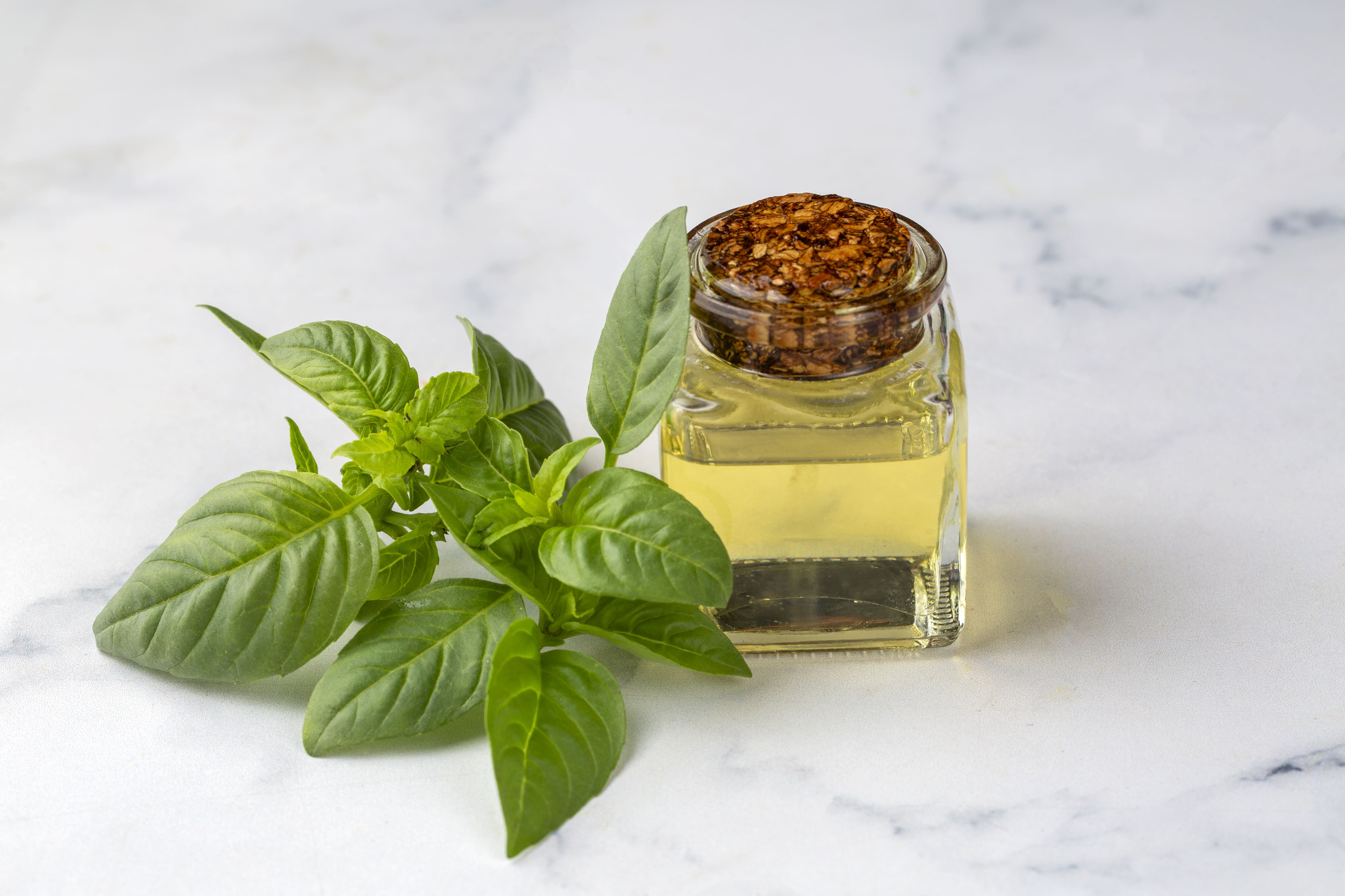 What Is Sweet Basil Essential Oil Good For?