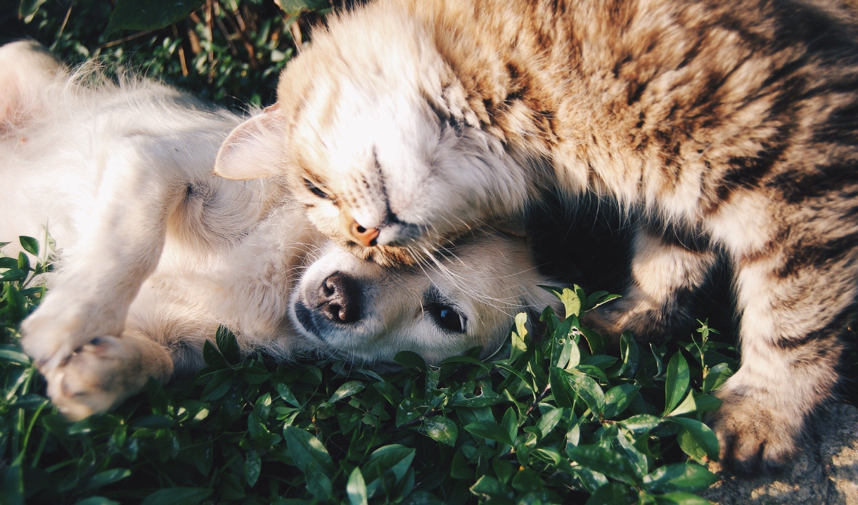 best essential oil for fleas