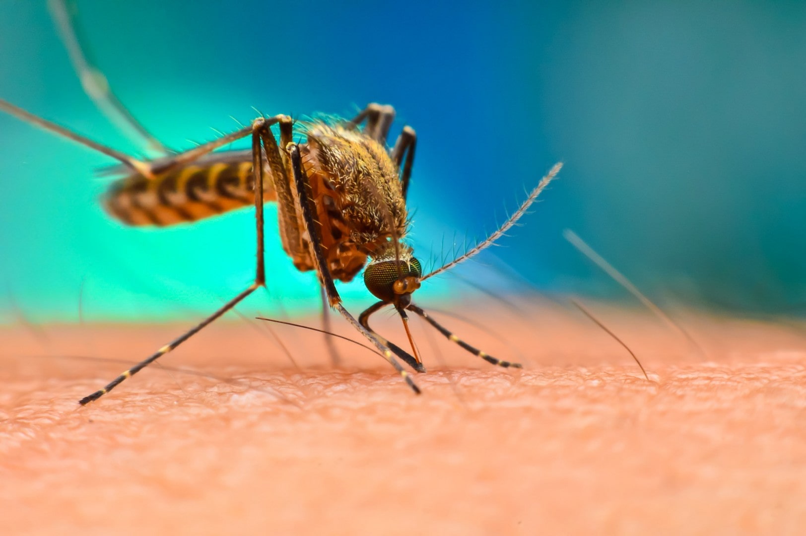 8 Best Essential Oils For Mosquito Bites: Stop the Itching