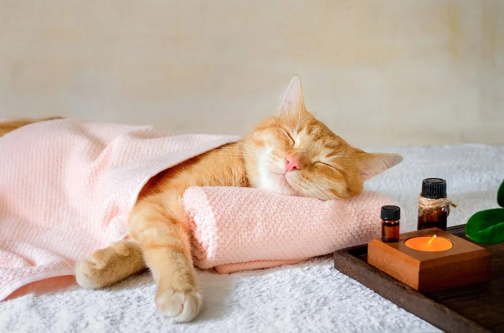 Are Essential Oils Safe for Pets?