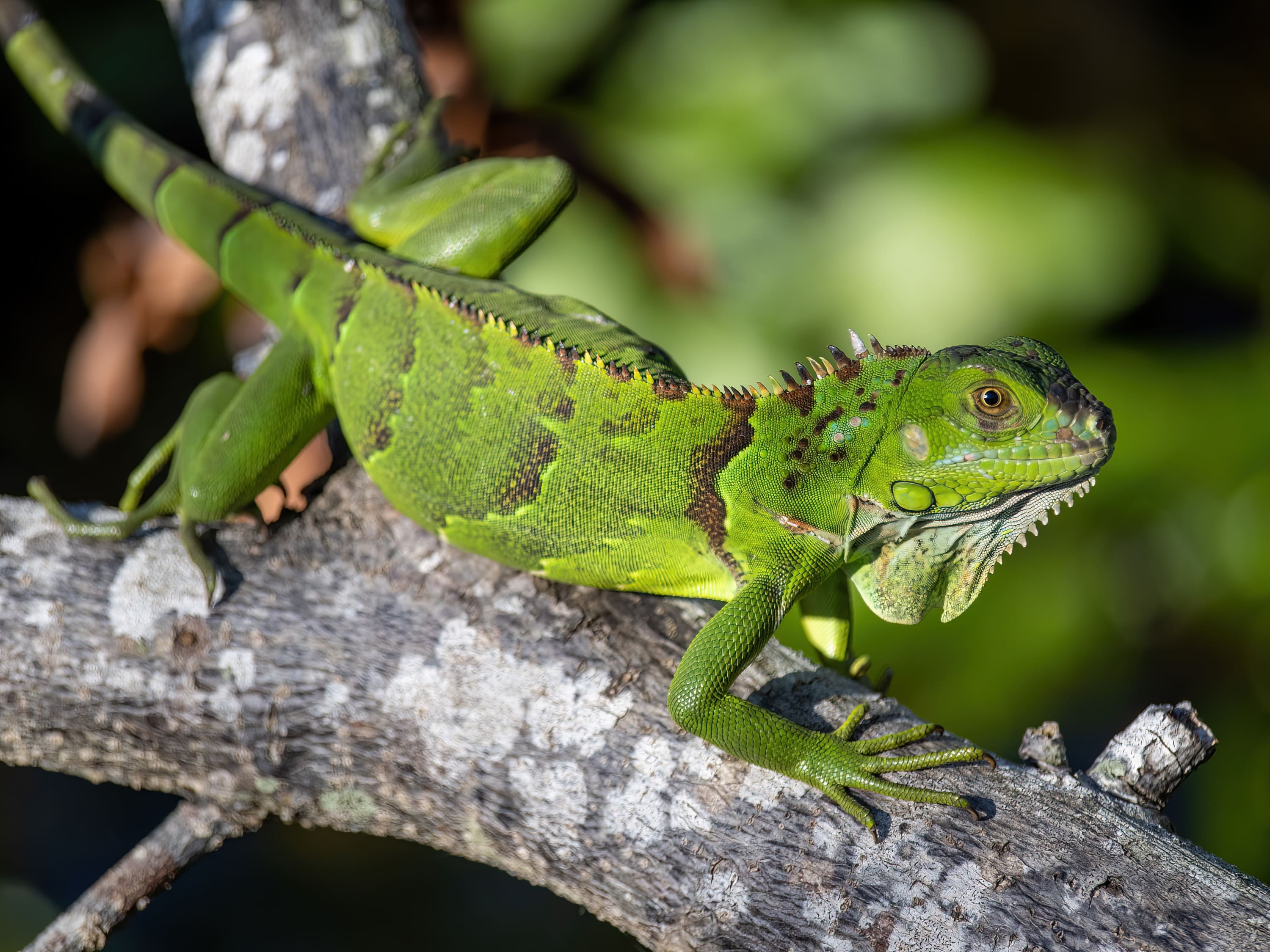 The Ultimate Guide to Iguana Control and How It Works