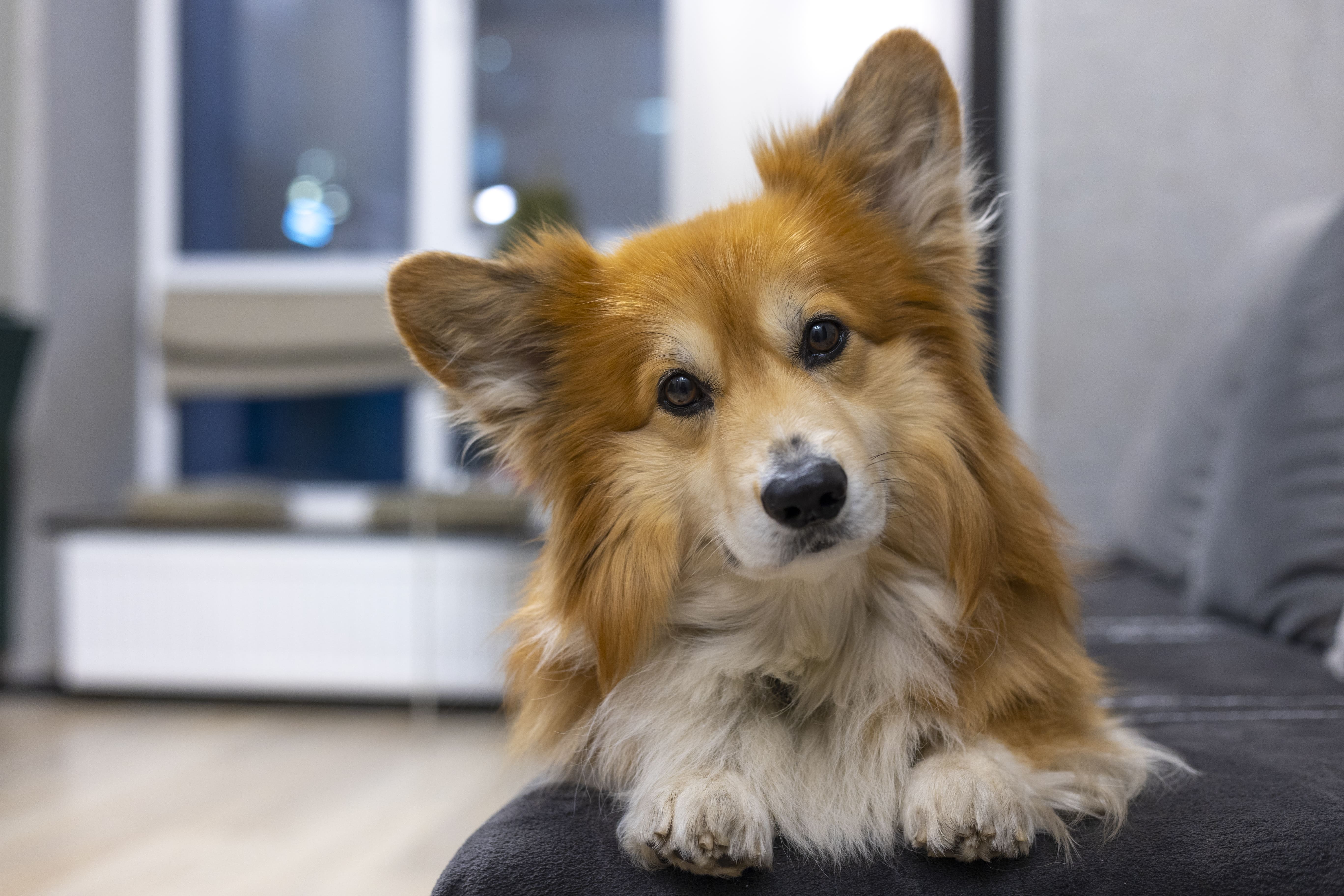 Is Lemongrass Essential Oil Safe For Dogs?