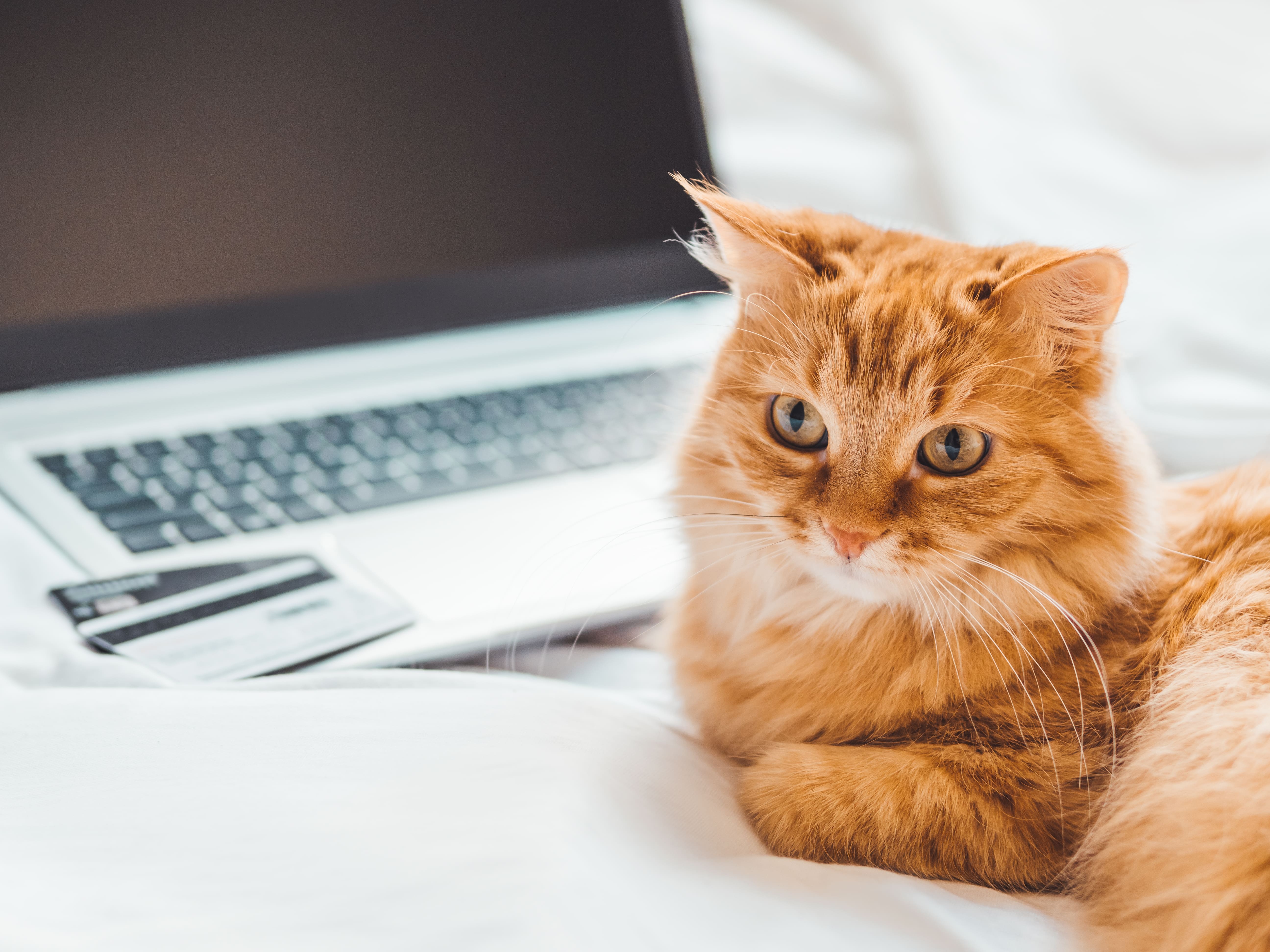 Is Tea Tree Essential Oil Safe for Cats?