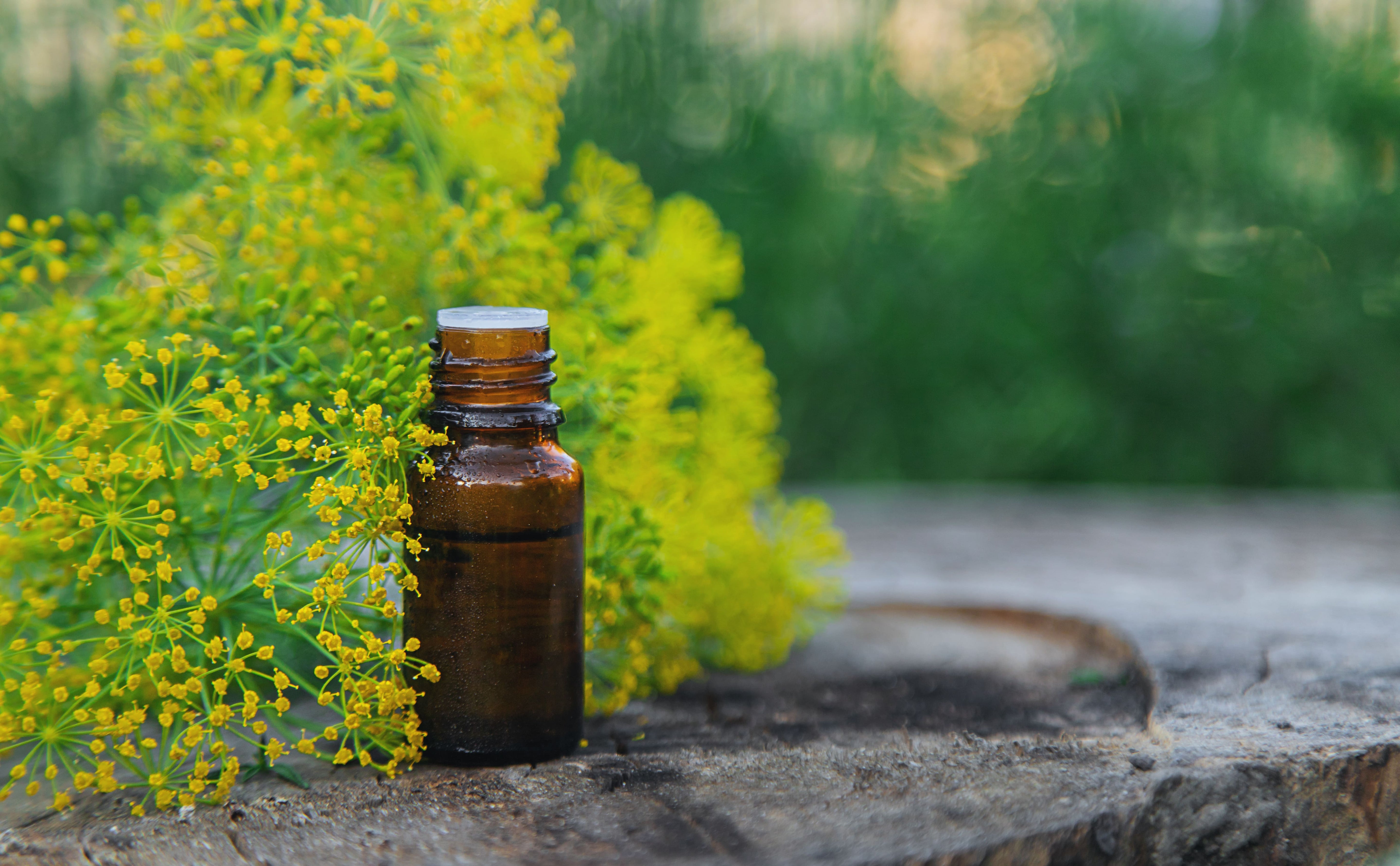 Introducing Galbanum Essential Oil