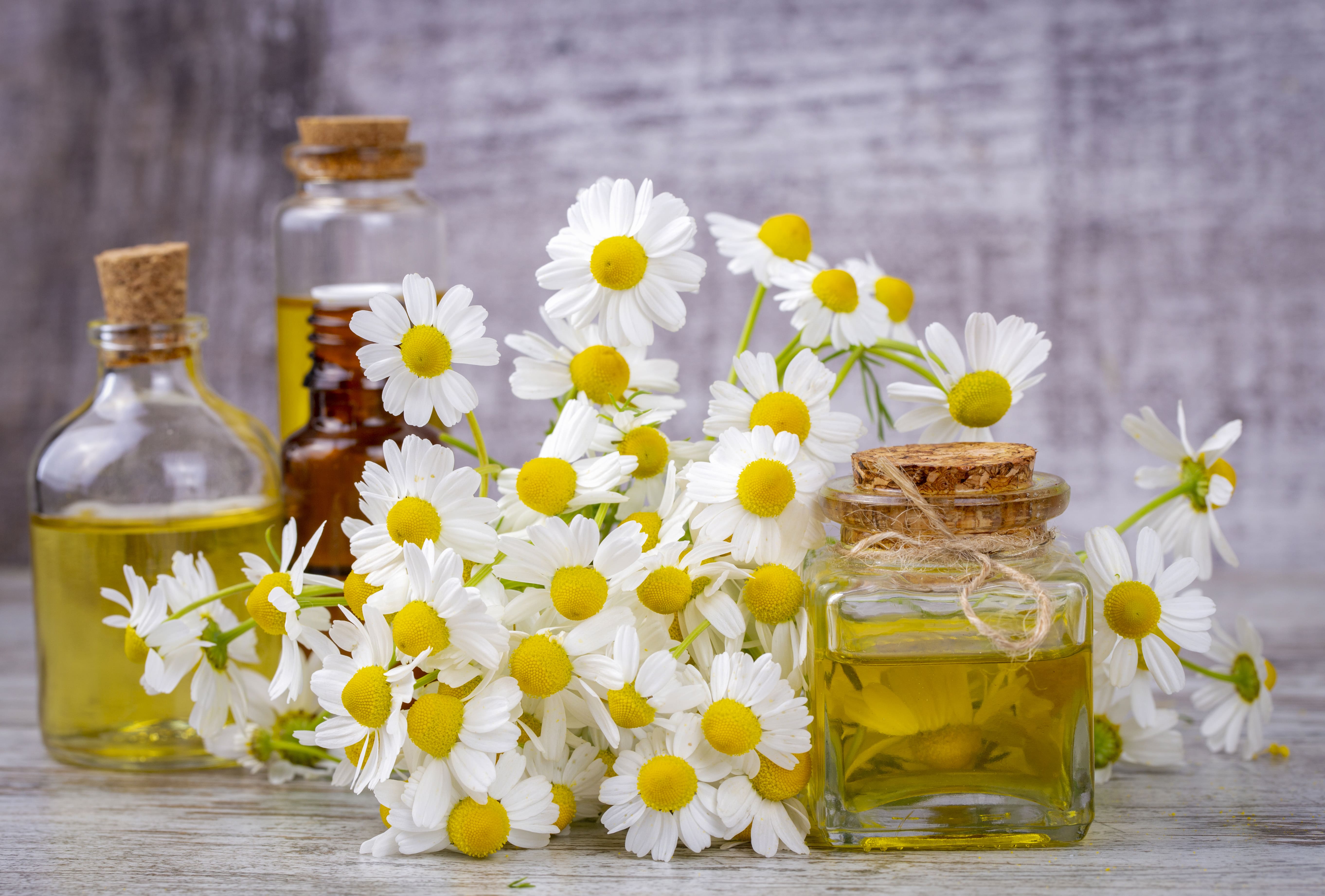 Nature’s Most Soothing Gift: Roman Chamomile Essential Oil