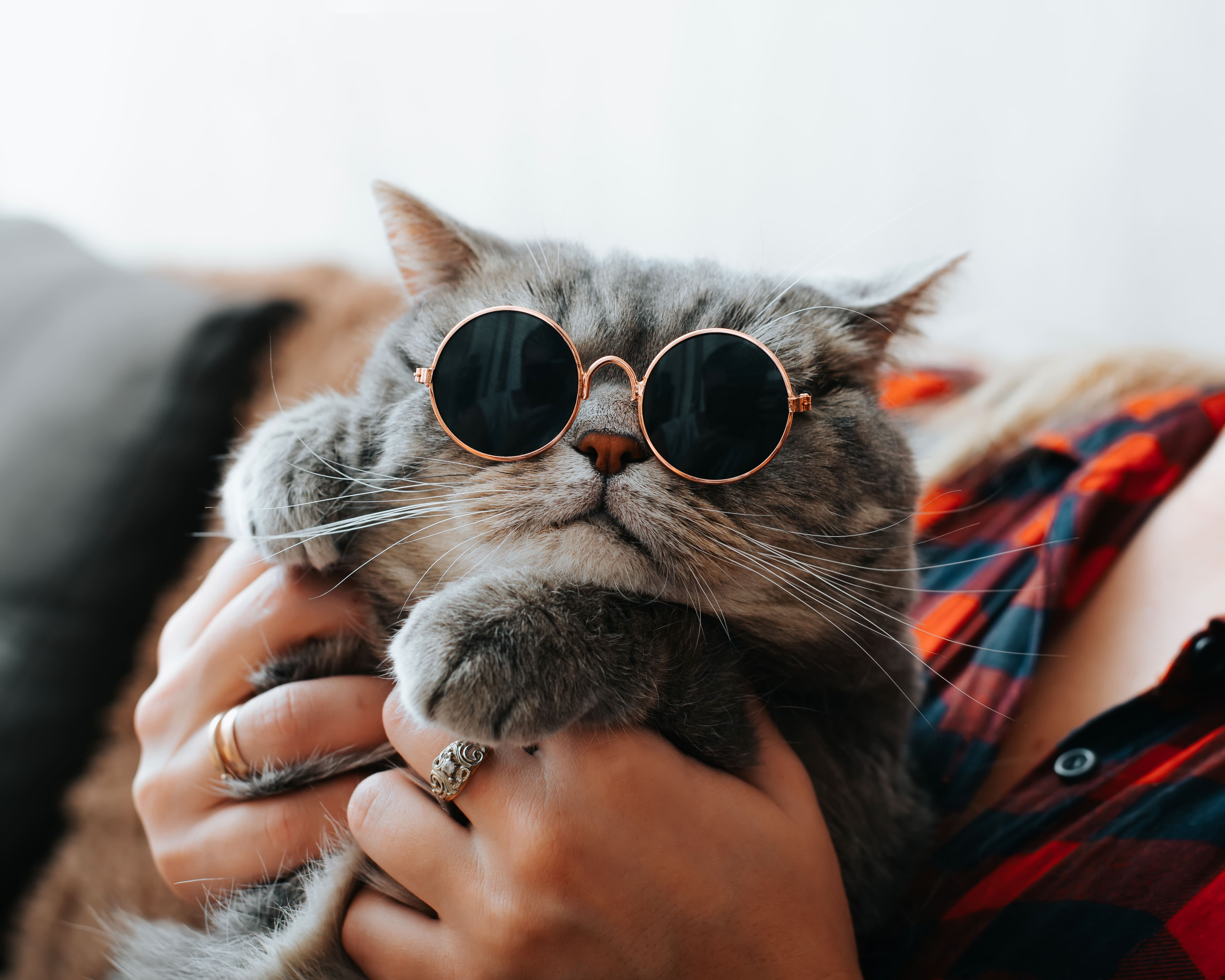 Is Orange Essential Oil Safe For Cats?