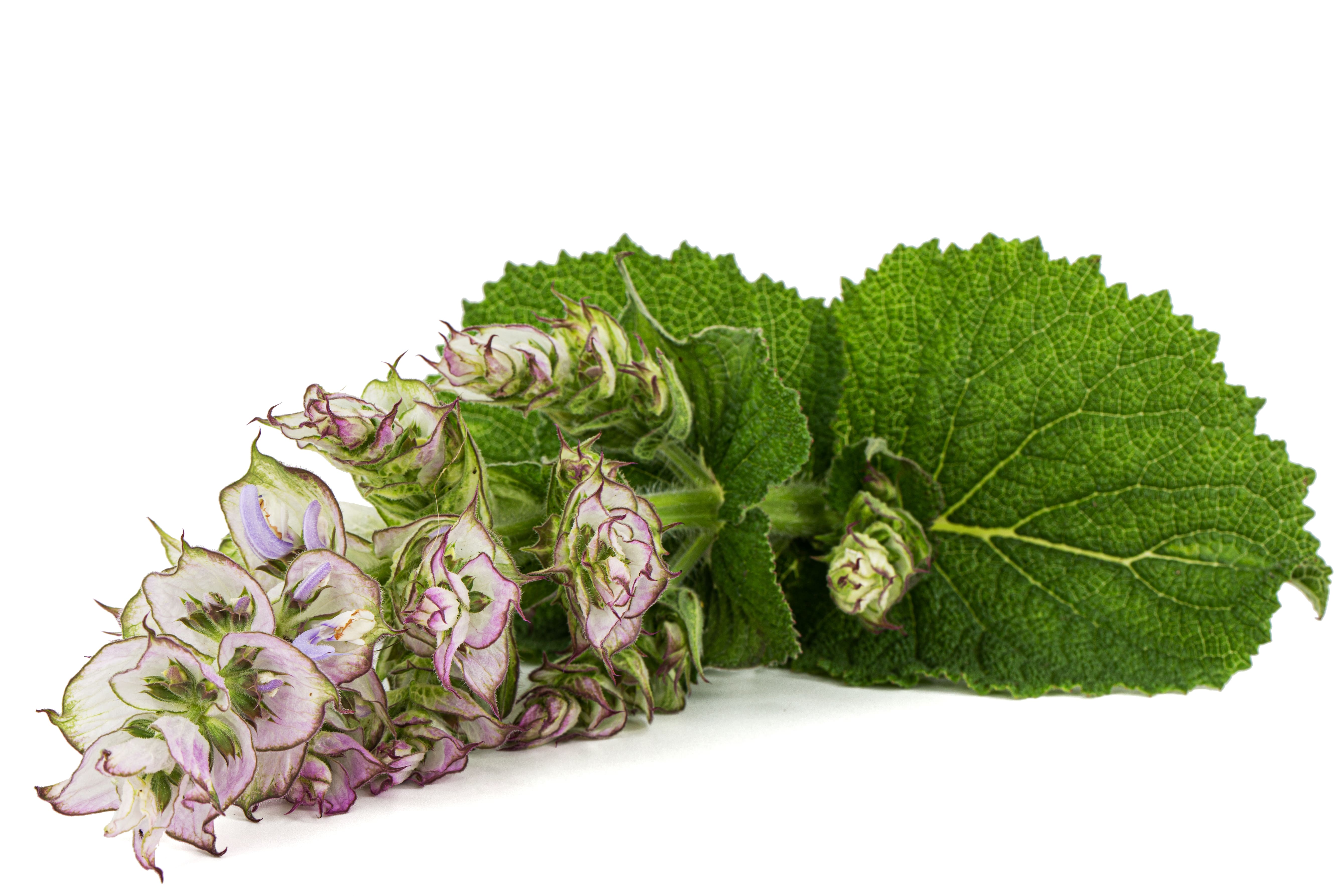 Clary Sage Metaphysical