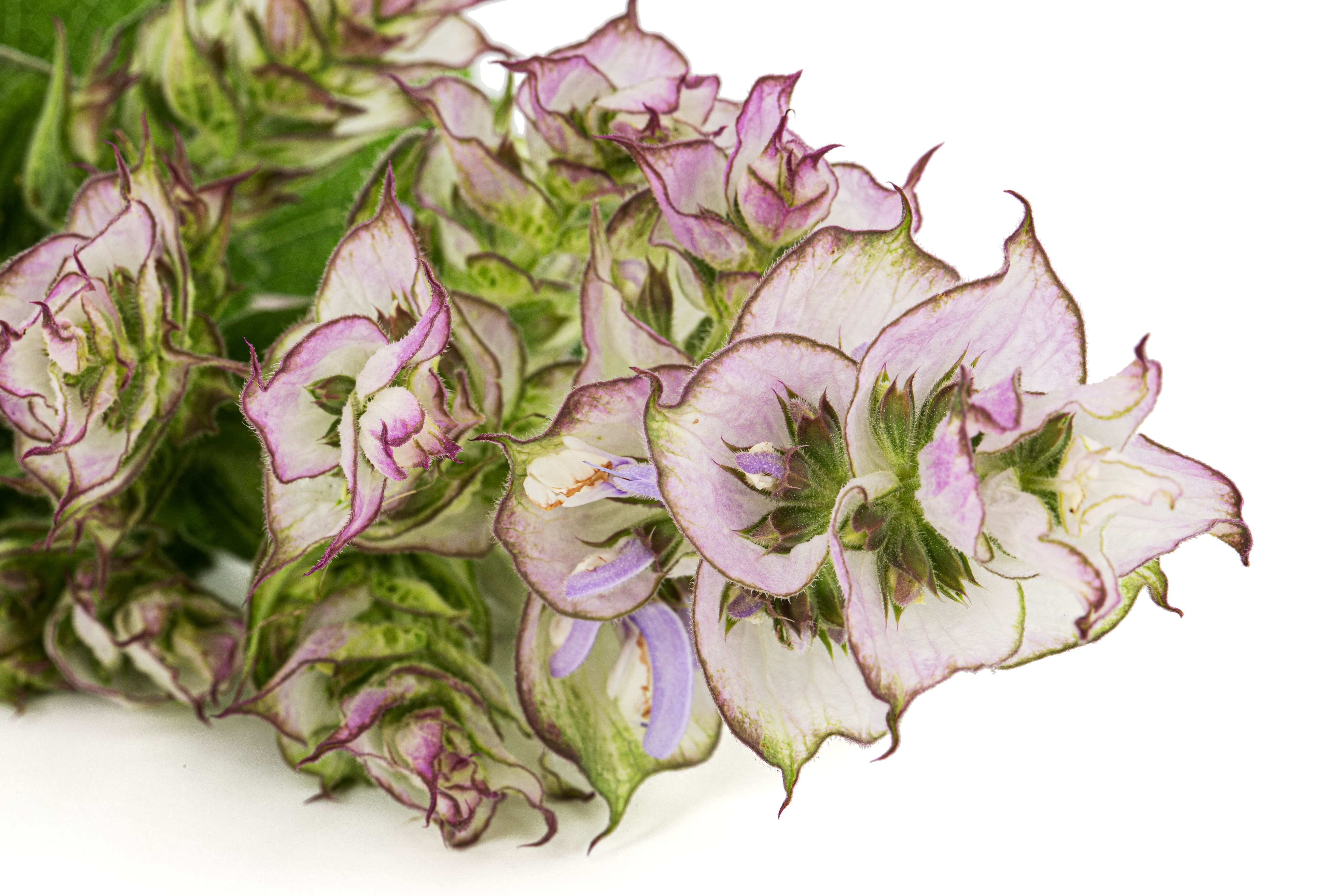 Blending with Clary Sage