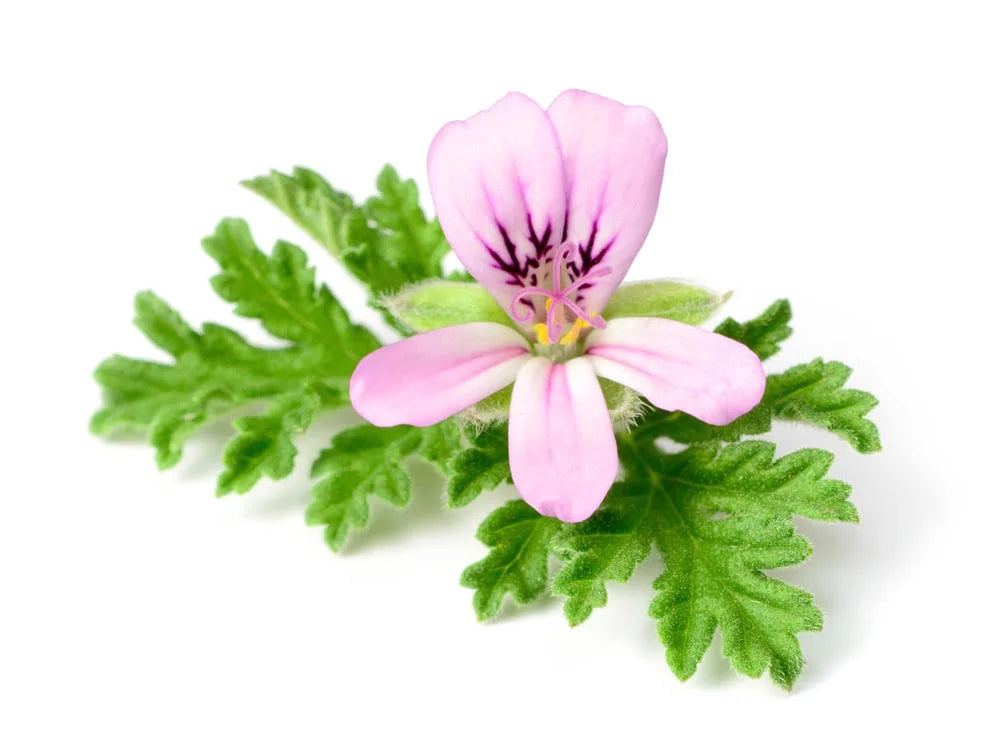 Introducing Egyptian Geranium: An Ancient Aroma Reborn