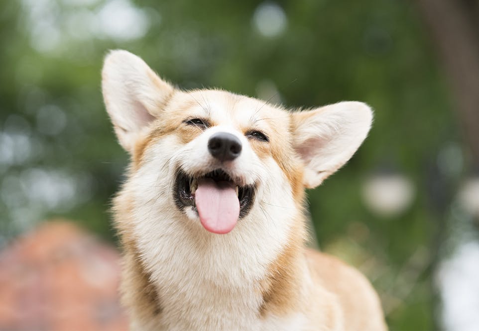 Is Lavender Essential Oil Safe For Dogs?