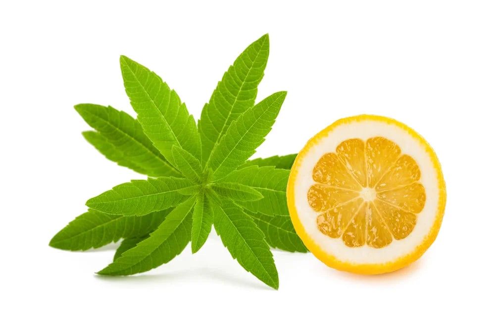 Lemon Verbena Fragrance Oil Of The Week