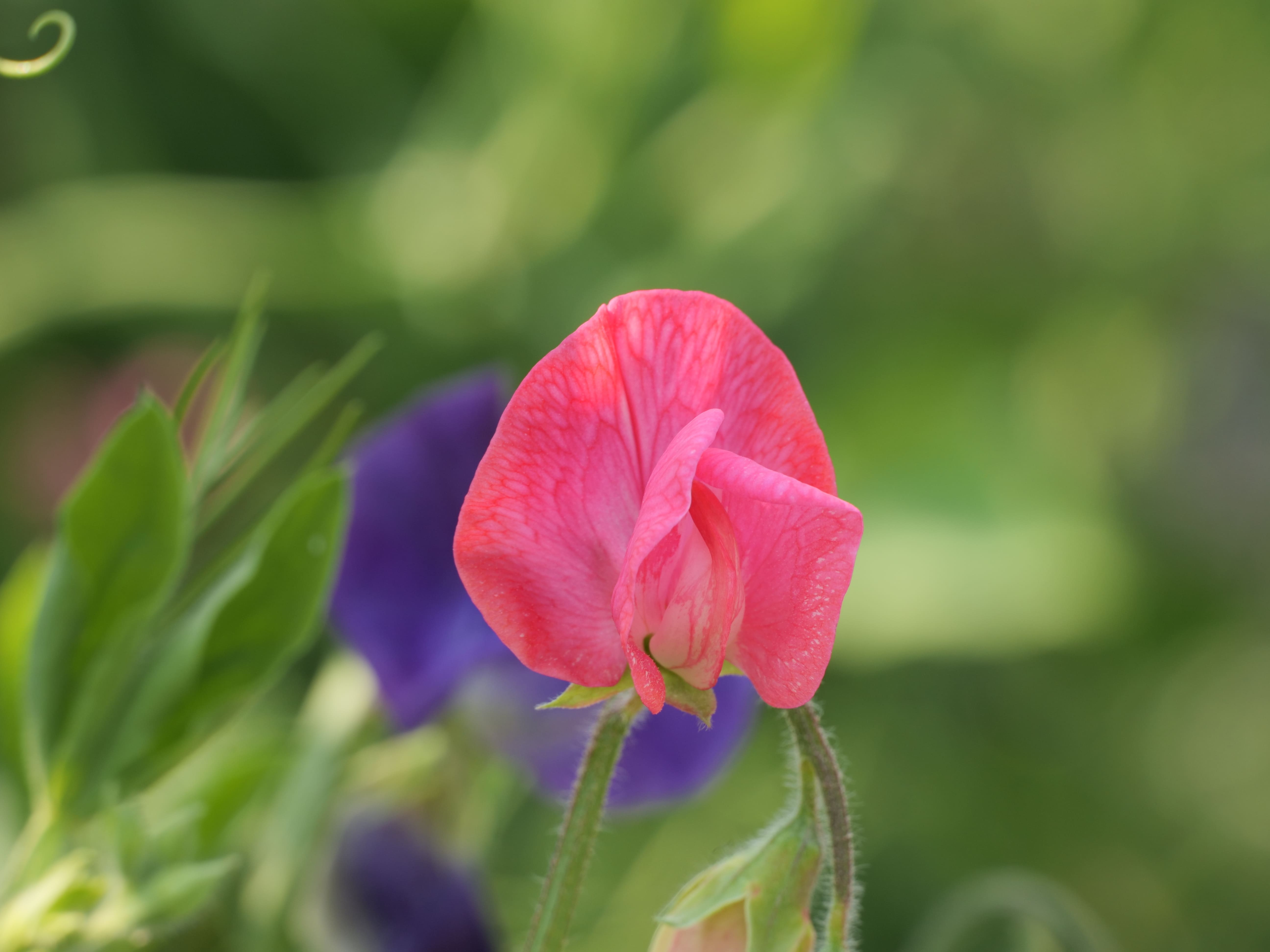 Fragrance Oil of The Week - Garden Sweet Pea Fragrance Oil