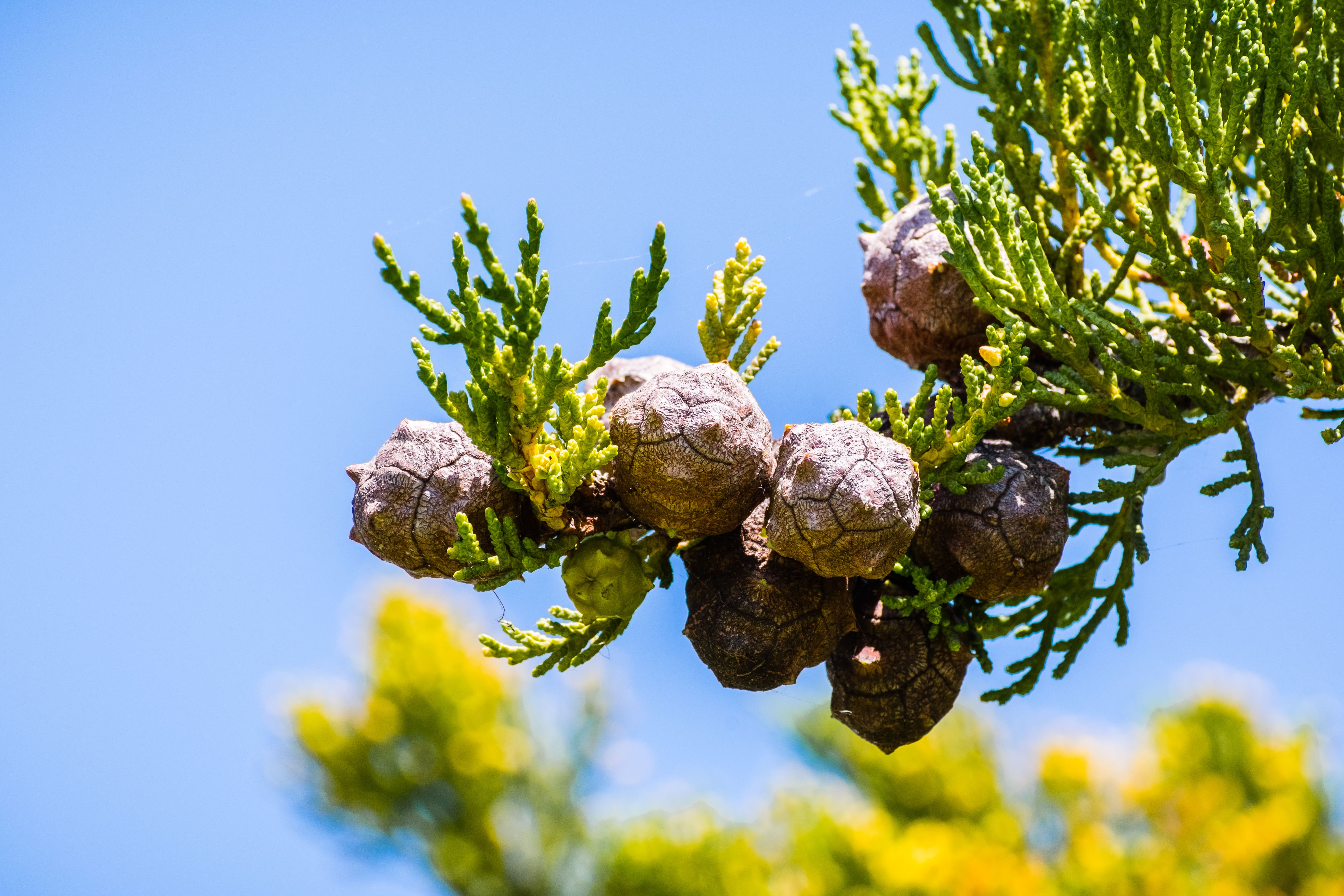 What Is Cypress Essential Oil Good For?