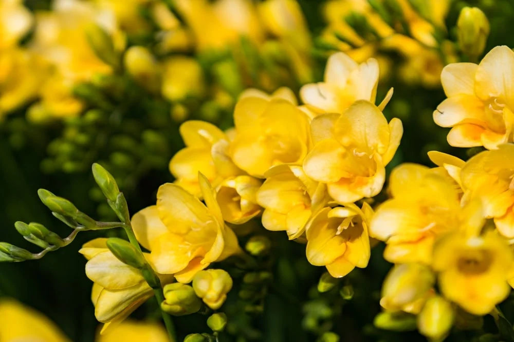 NO. 1402, Inspired by: Citrine by Nest Fragrance Oil Of The Week