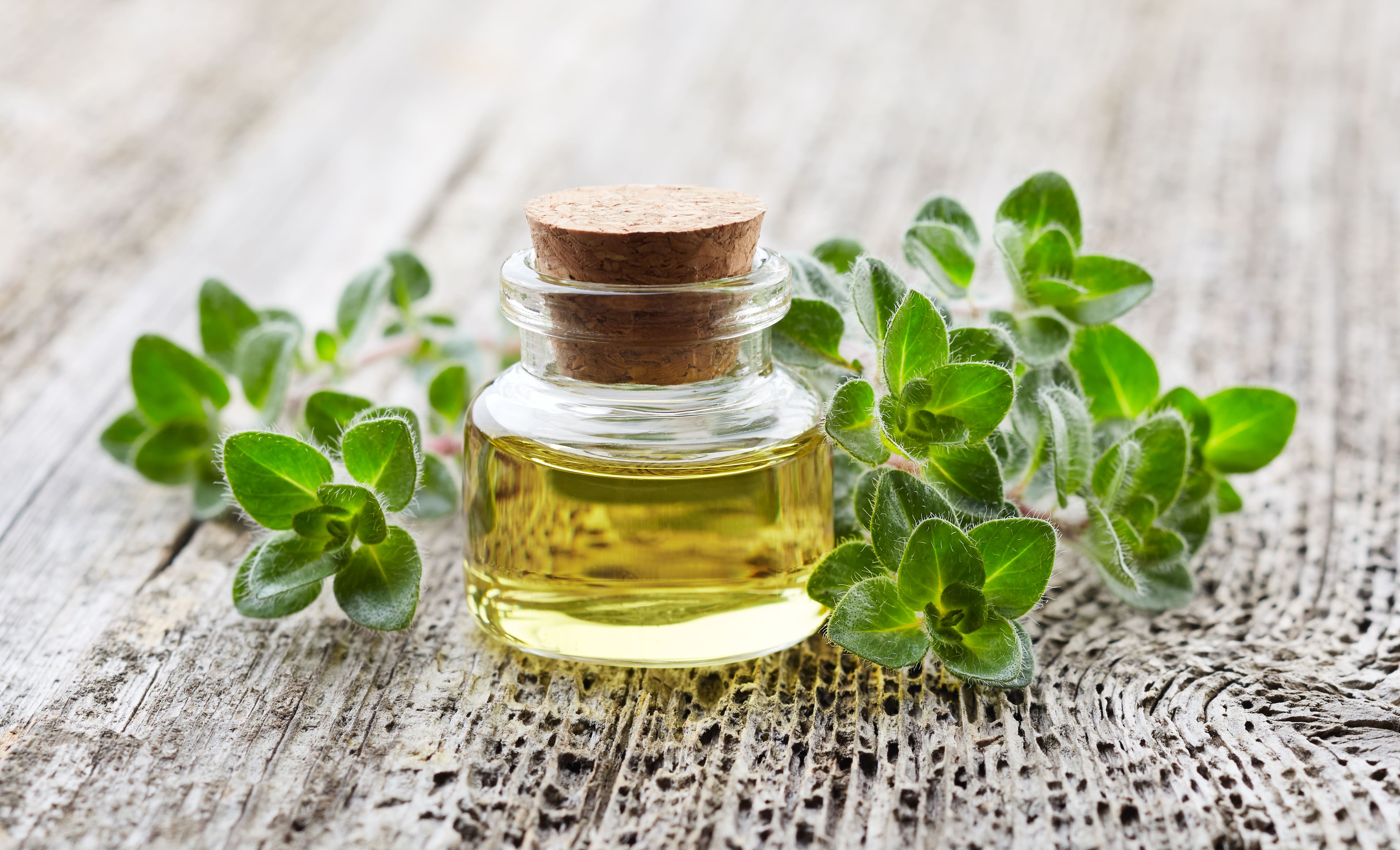 What Is Oil Of Oregano Used For?