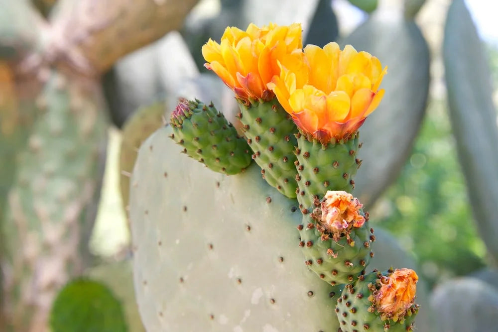 Fragrance Oil Of The Week: NO. 1105