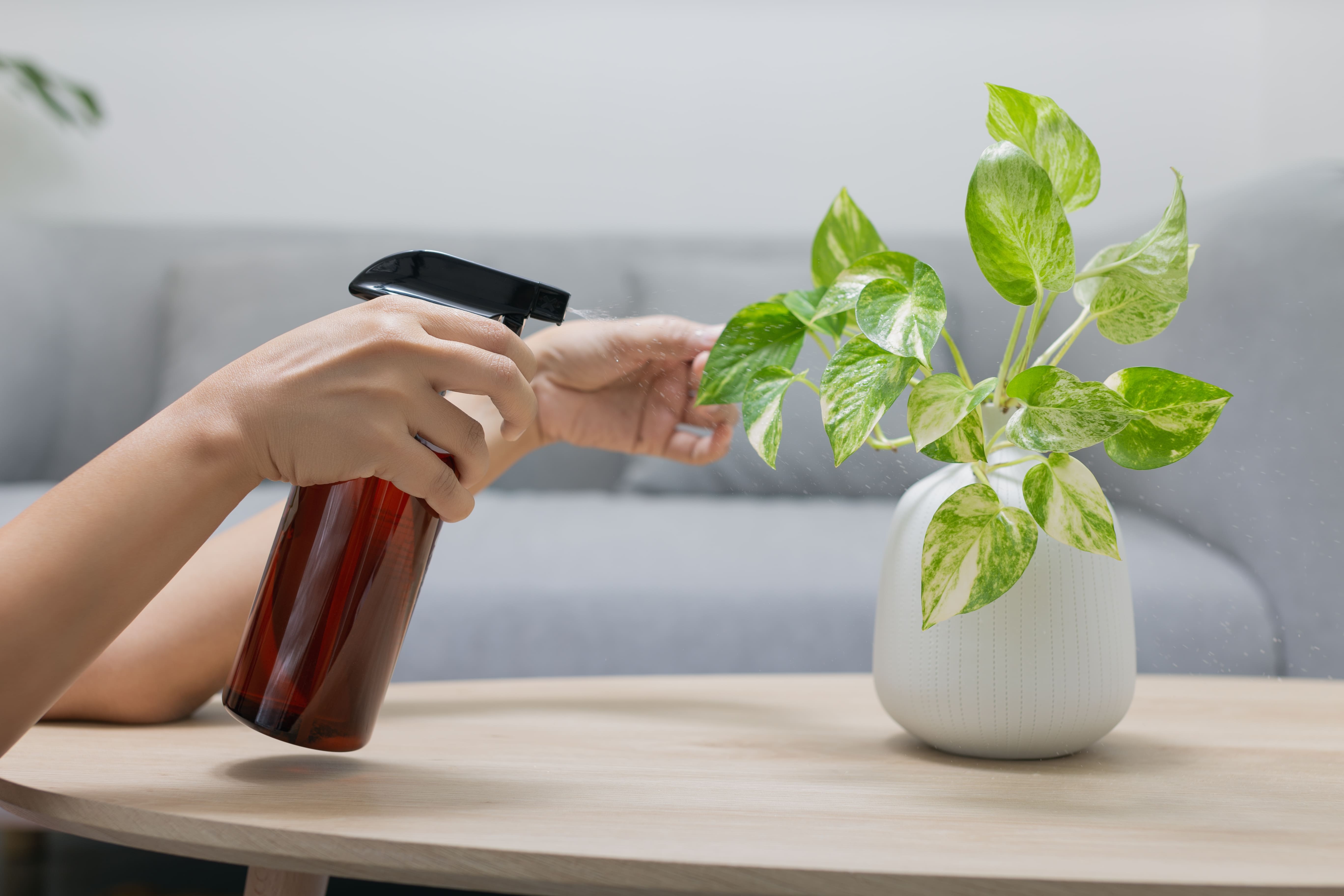 Can You Spray Peppermint Oil On Plants?