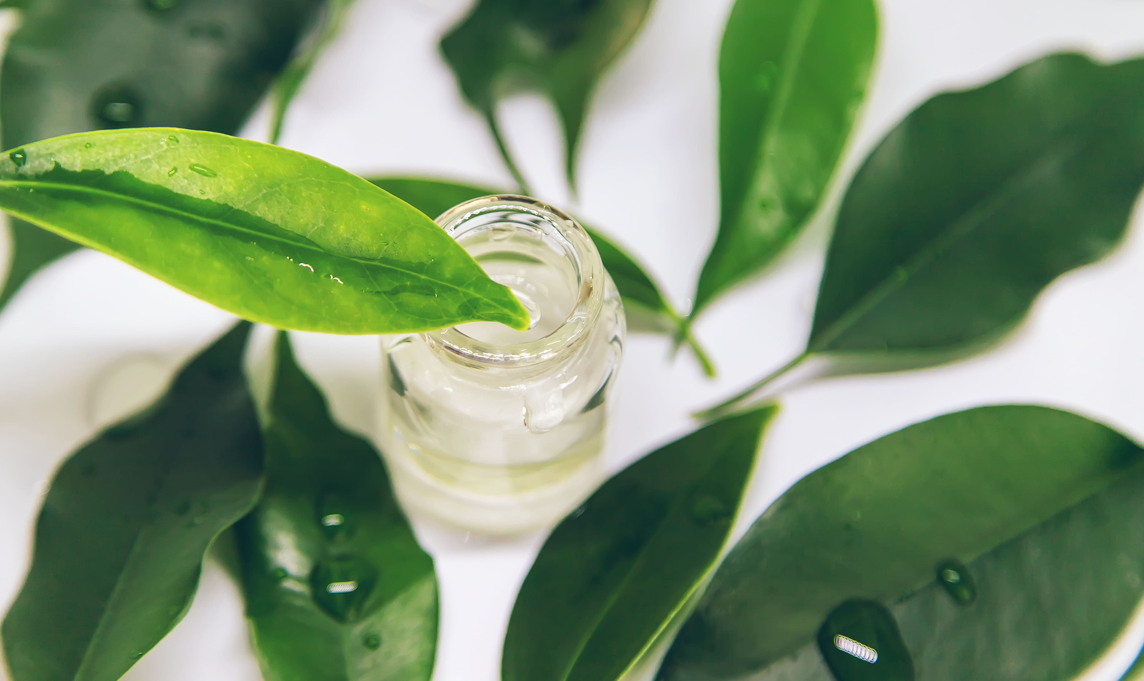 Can You Put Tea Tree Oil On Your Face?