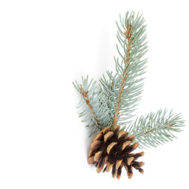 NO. 12 Fragrance Oil for Soaps & Candles - Blue Spruce