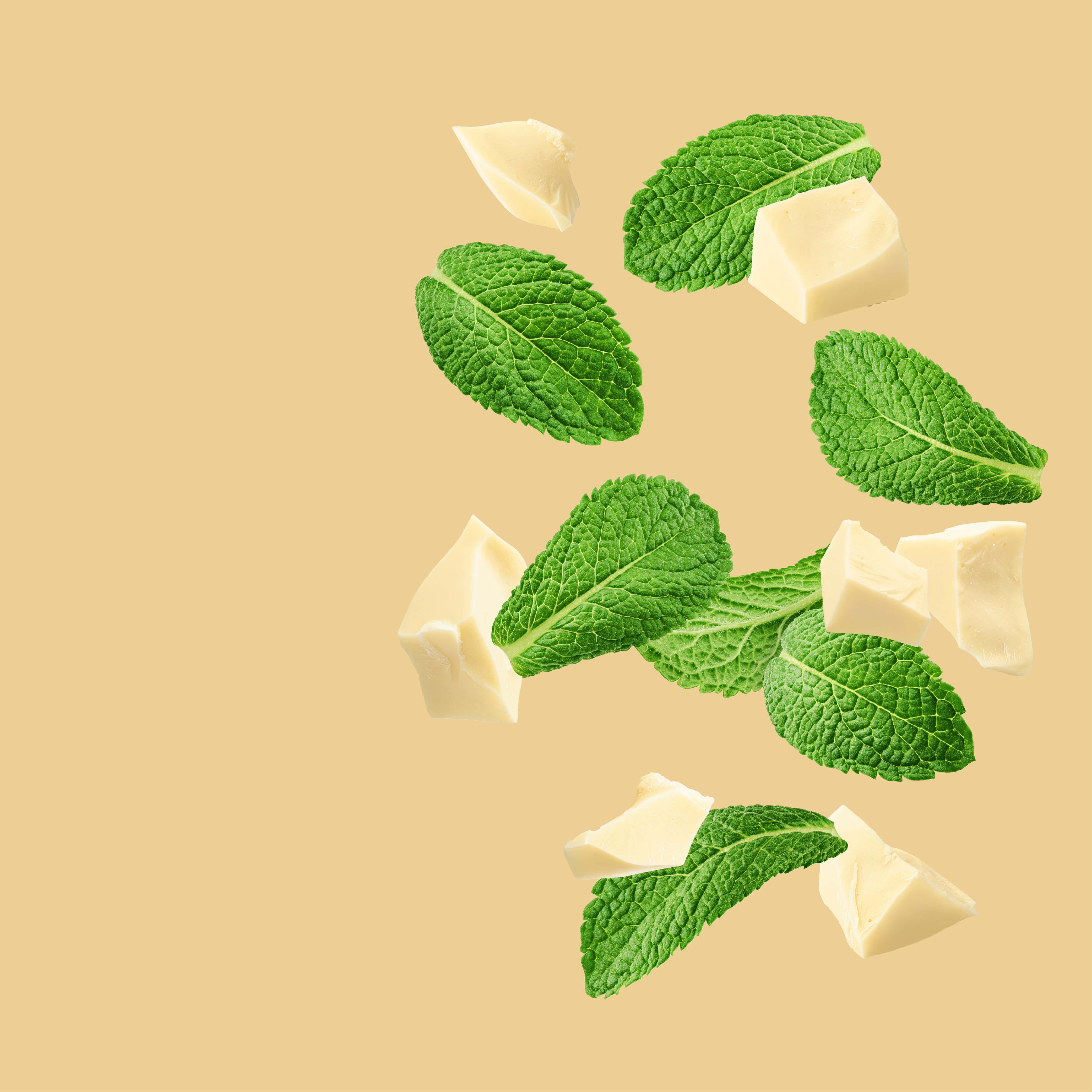 NO. 15 Fragrance Oil for Soaps & Candles - Butter Mint Candy