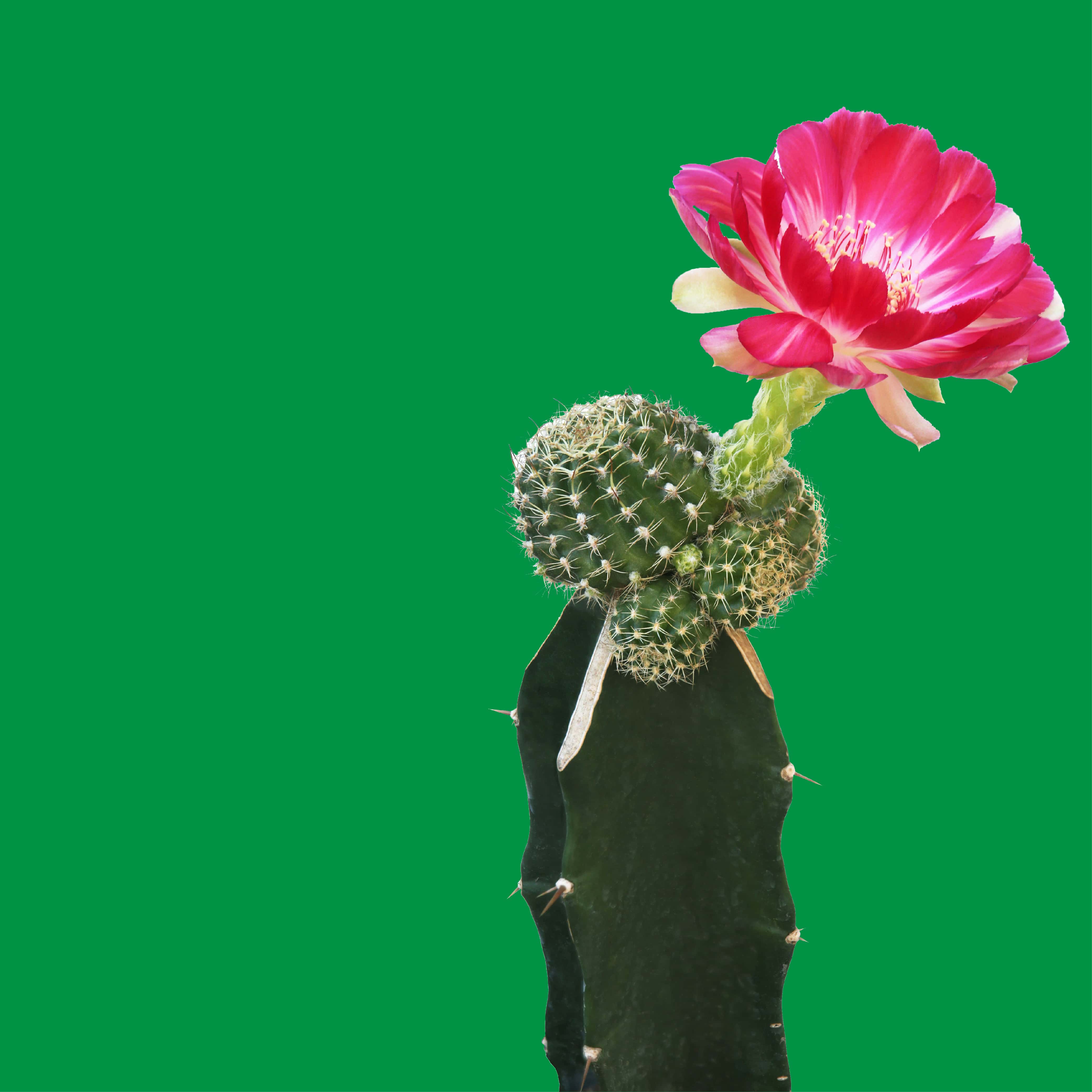 NO. 1105 Fragrance Oil for Soaps & Candles - Inspired by: Cactus Blossom by Bath & Body Works