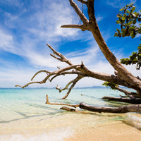 NO. 19 Fragrance Oil for Cold Air Diffusers - Caribbean Teakwood