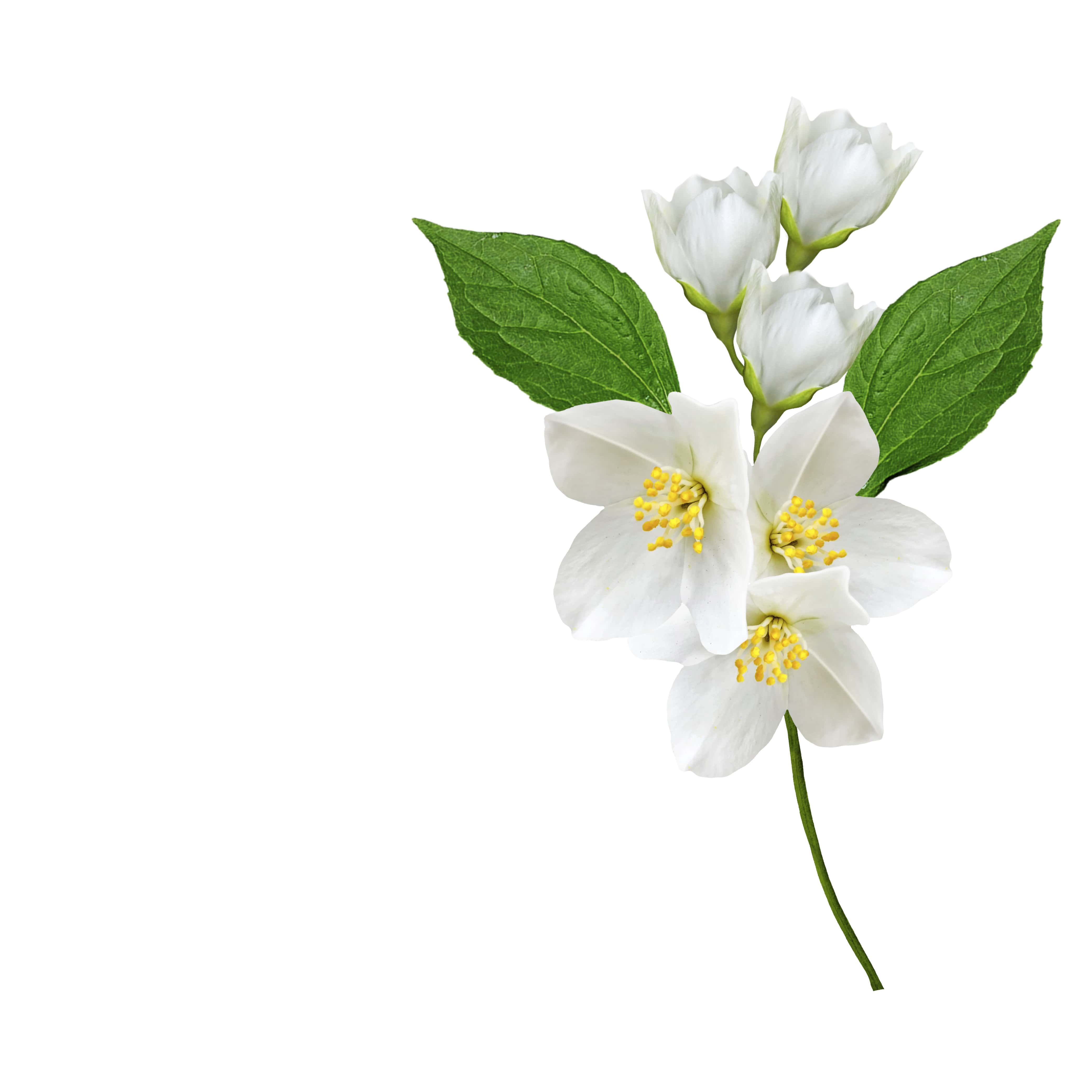 NO. 44 Fragrance Oil for Soaps & Candles - Jasmine