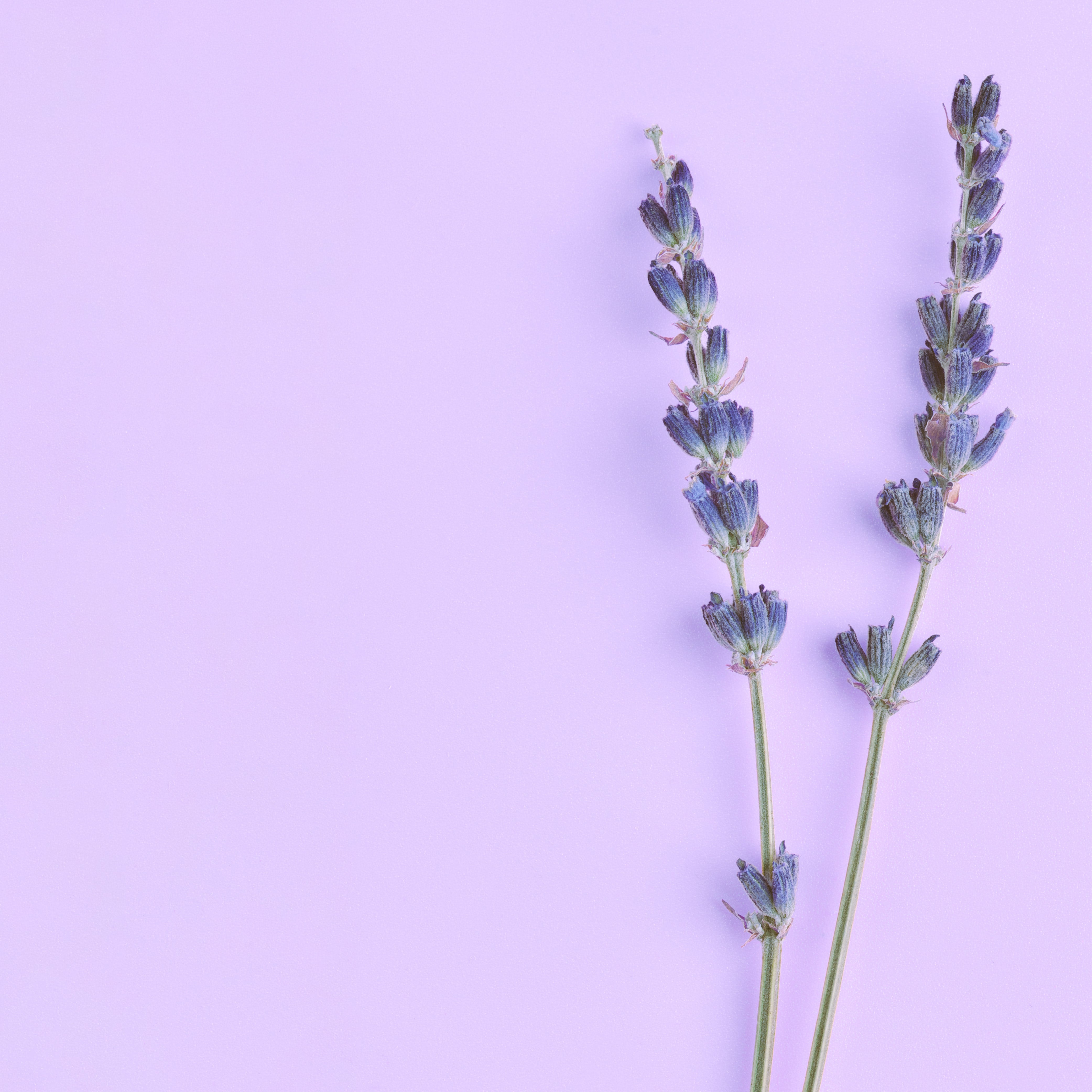 NO. 46 Fragrance Oil for Soaps & Candles - Lavender