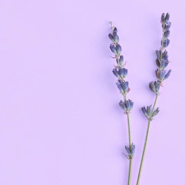 NO. 46 Fragrance Oil for Soaps & Candles - Lavender