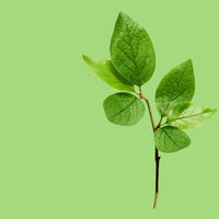 NO. 1115 Fragrance Oil for Cold Air Diffusers - Inspired by: Leaves by Bath & Body Works