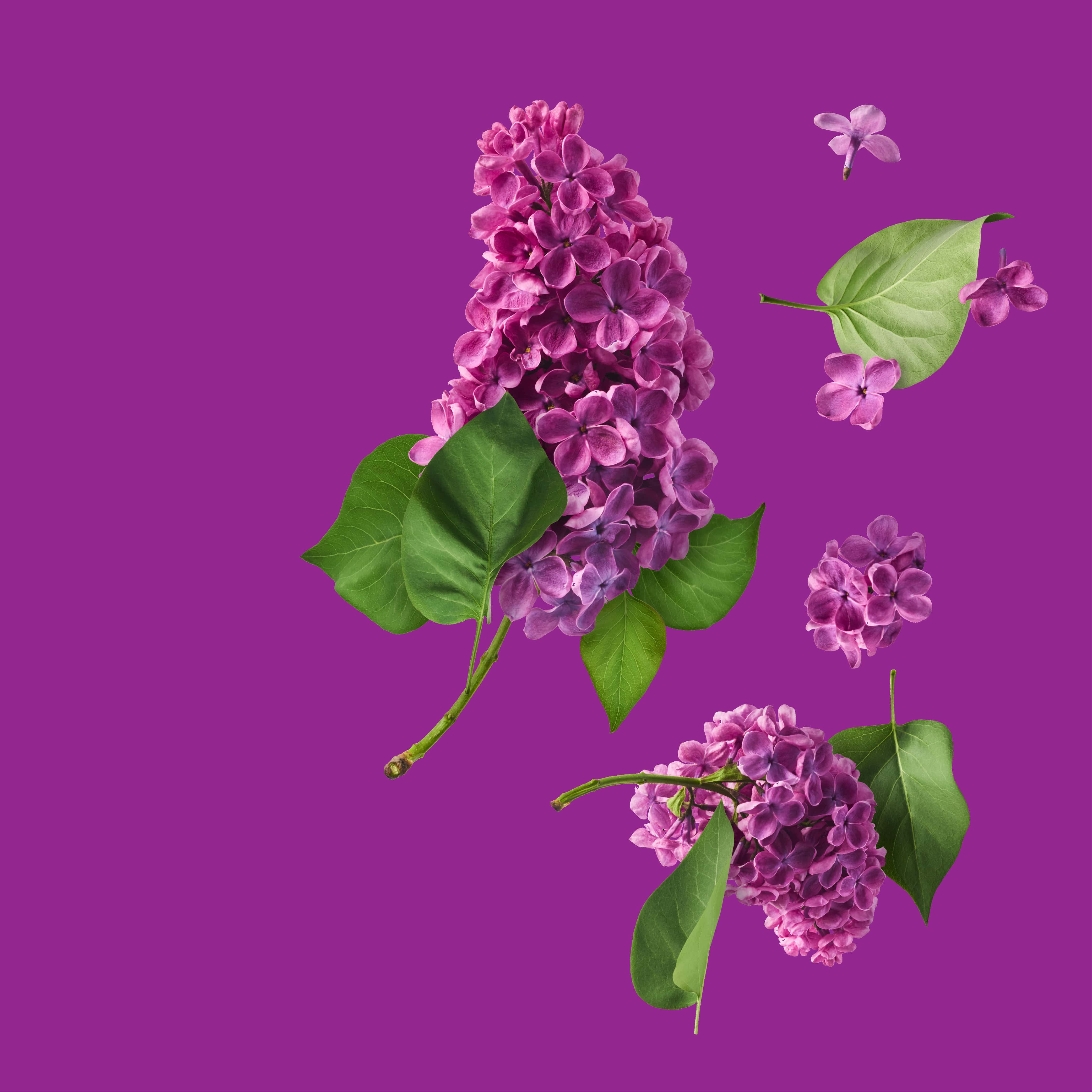 NO. 49 Fragrance Oil for Cold Air Diffusers - Lilac Blossom