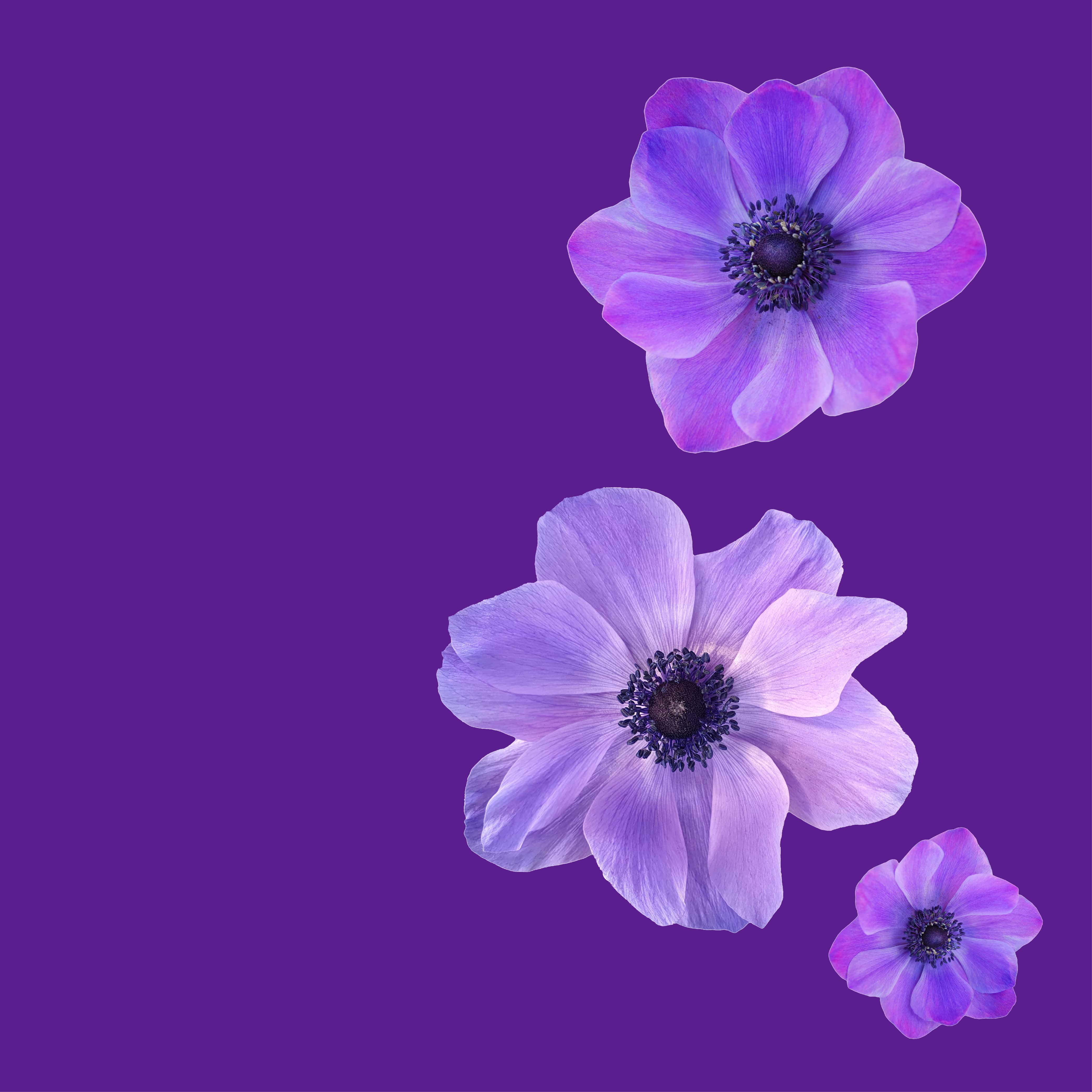 NO. 1601 Fragrance Oil for Cold Air Diffusers - Inspired by: Love Spell by Victoria's Secret