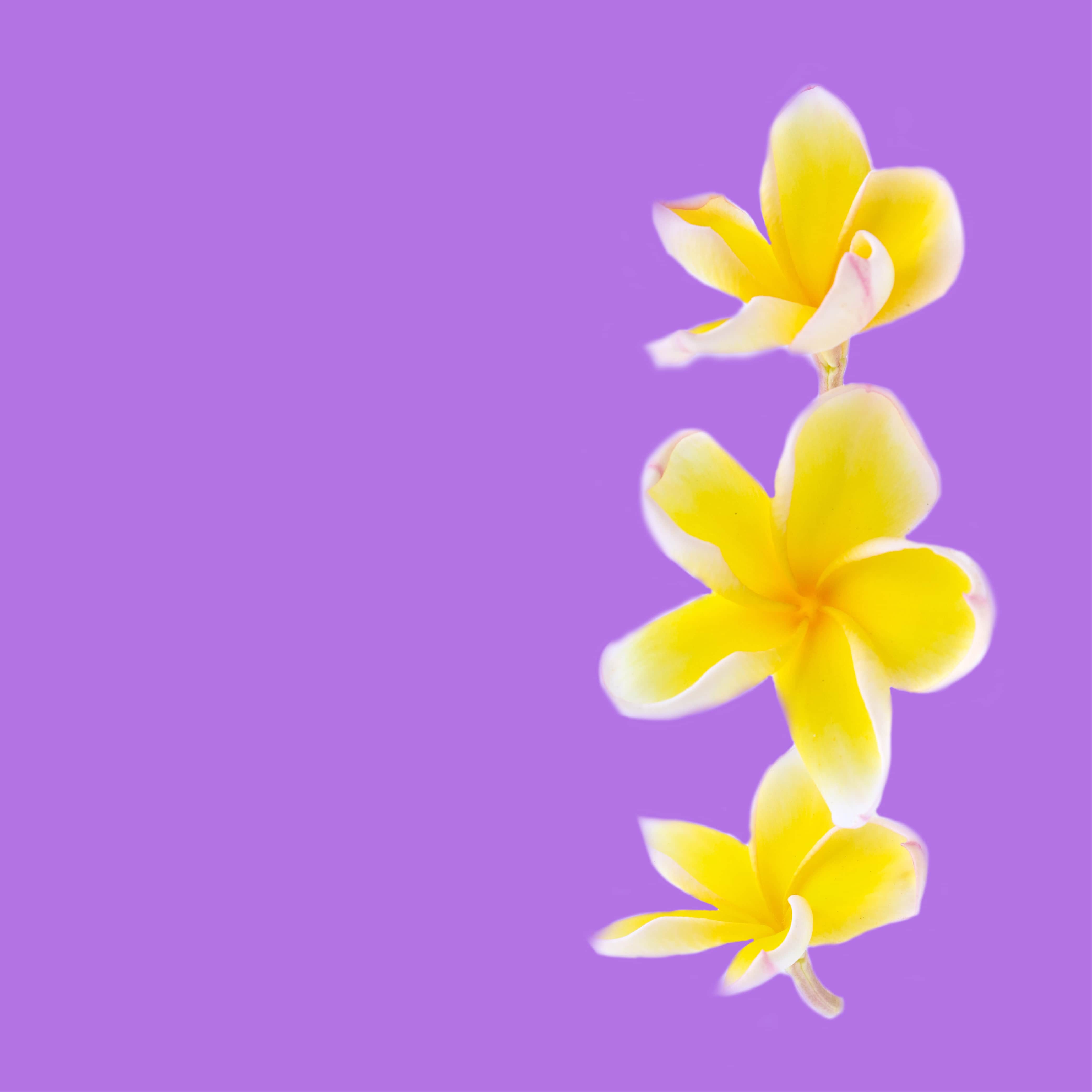 NO. 54 Fragrance Oil for Cold Air Diffusers - Nag Champa