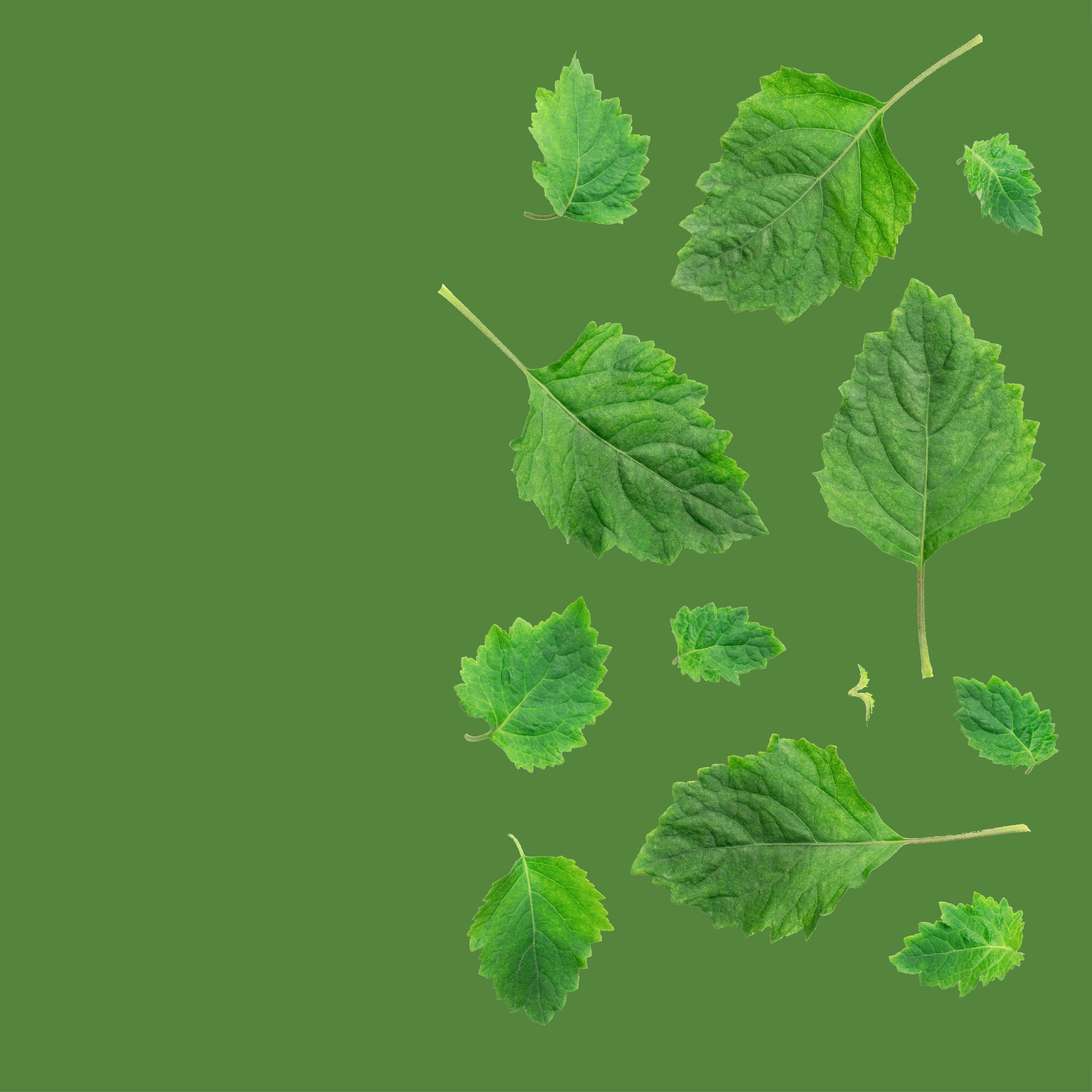 NO. 59 Fragrance Oil for Cold Air Diffusers - Patchouli